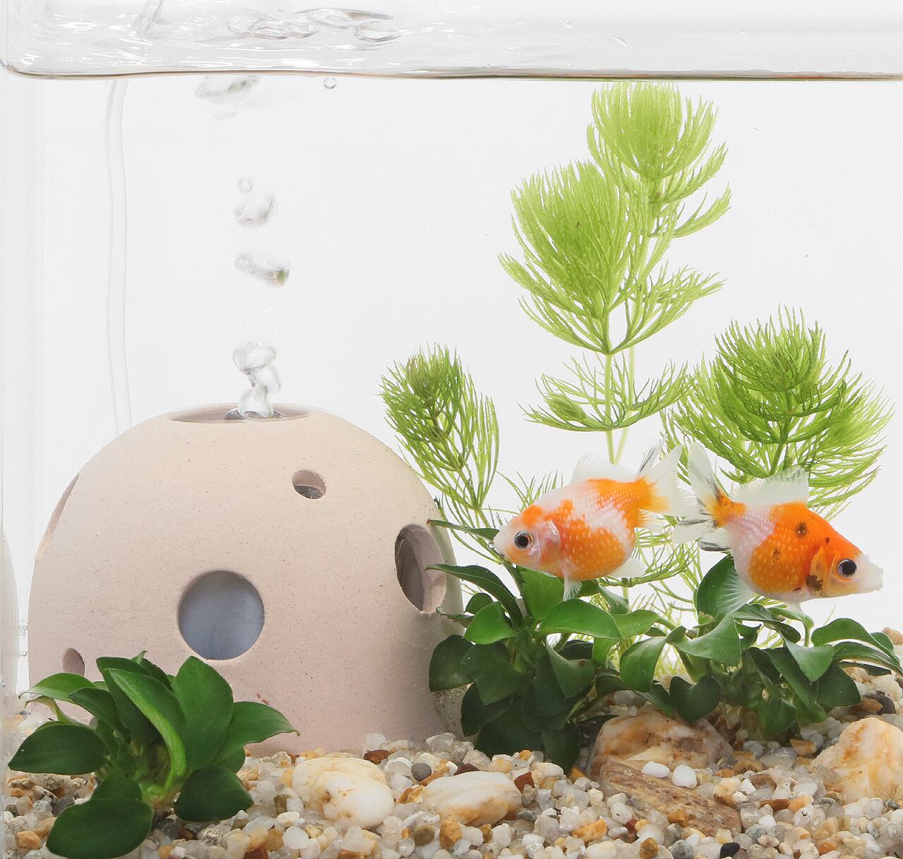 贈る結婚祝い 新品 アクアテリア ショート ベタ用 観賞魚飼育水槽 水耕栽培 円柱型水槽 P110 ベタ用(プラ水槽と水耕栽培プランター) アクアテリア new