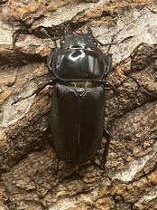 【WD】貴重産地《ドルクス ヤクシャ 29mm ♀単》