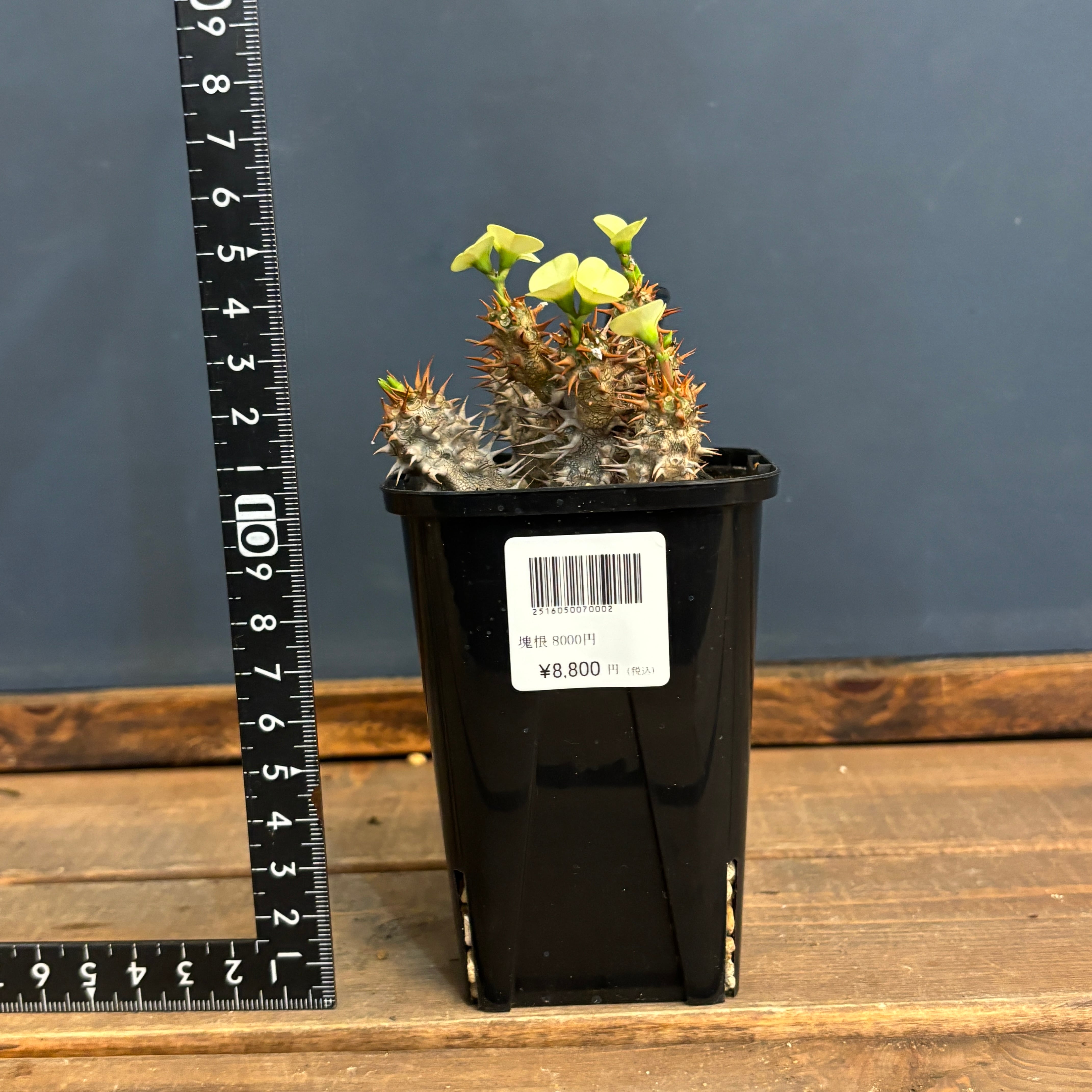 ユーフォルビア パルビメデューサ × ミリー【344】 | PROTOLEAF プロト