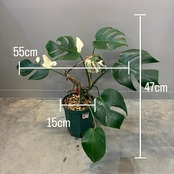 【クリアランスセール対象商品】モンステラ　ホワイトタイガー　(ボルシギアナ) 2株植え【1052】