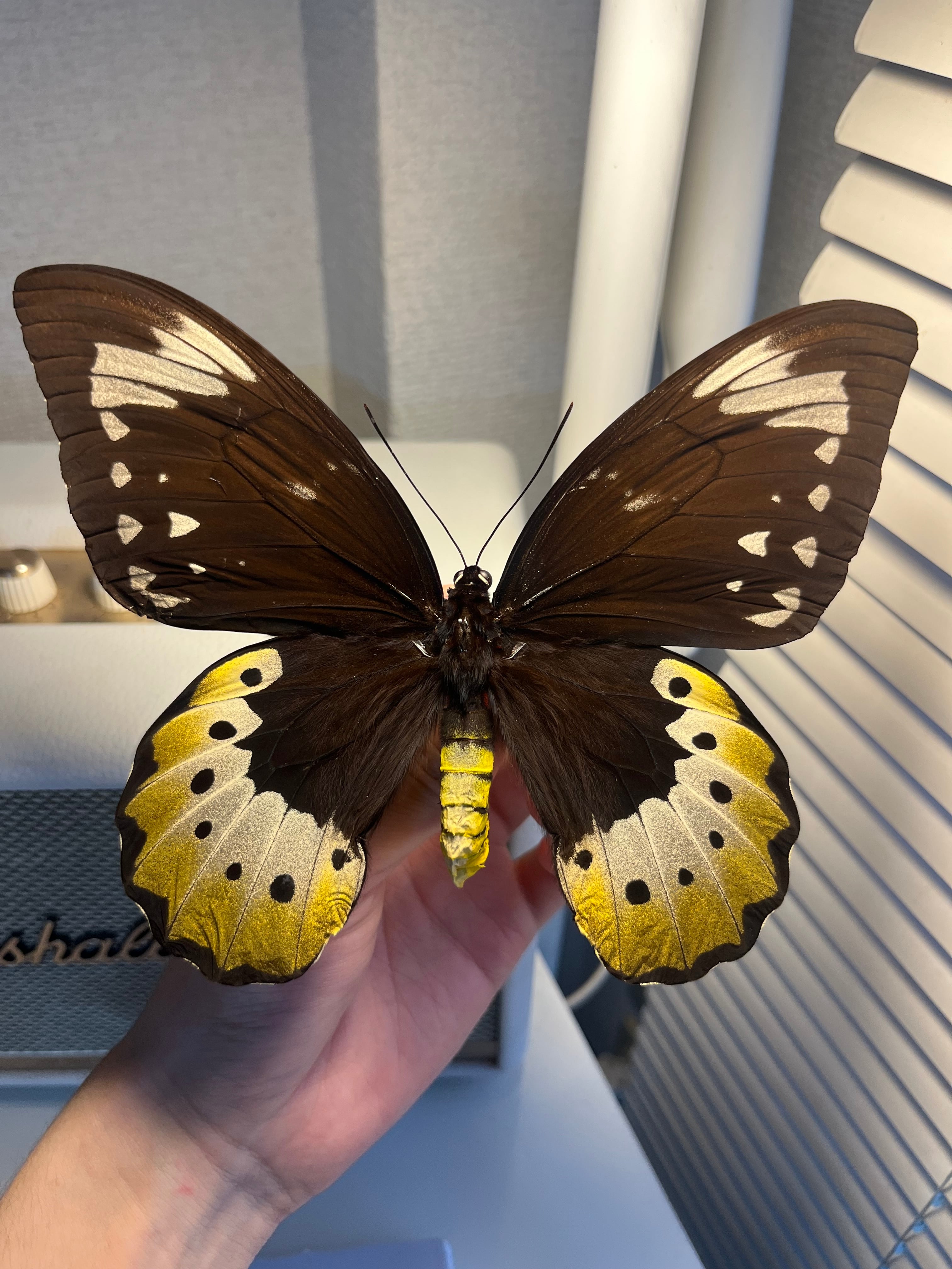 キマエラトリバネアゲハ！金色型！標本！ 蝶最大級】ゴライアストリバネアゲハ 外国産蝶標本 蝶 標本 メガネ
