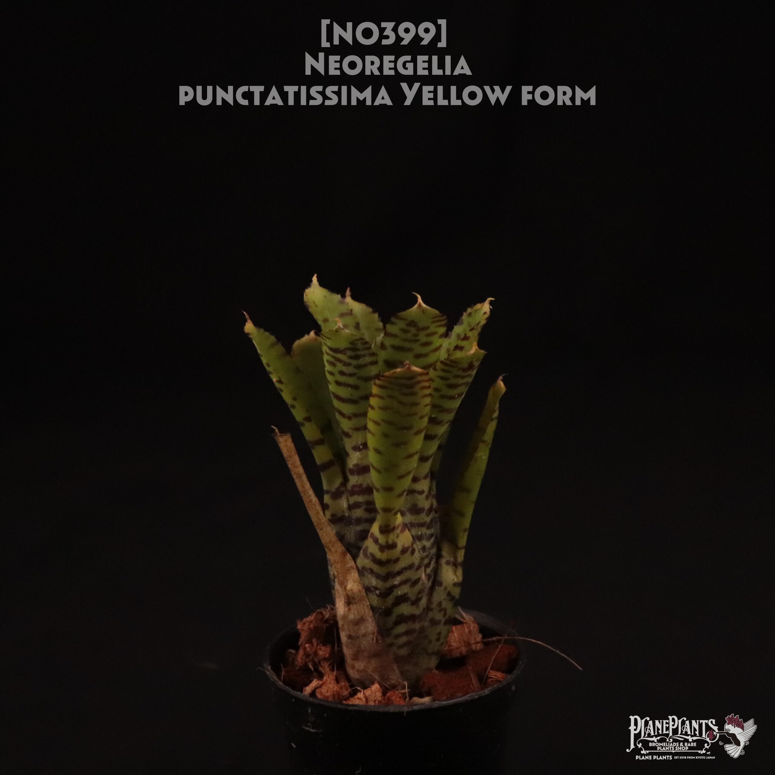 【送料無料】Neoregelia punctatissima yellow form〔ネオレゲリア〕現品発送N0399