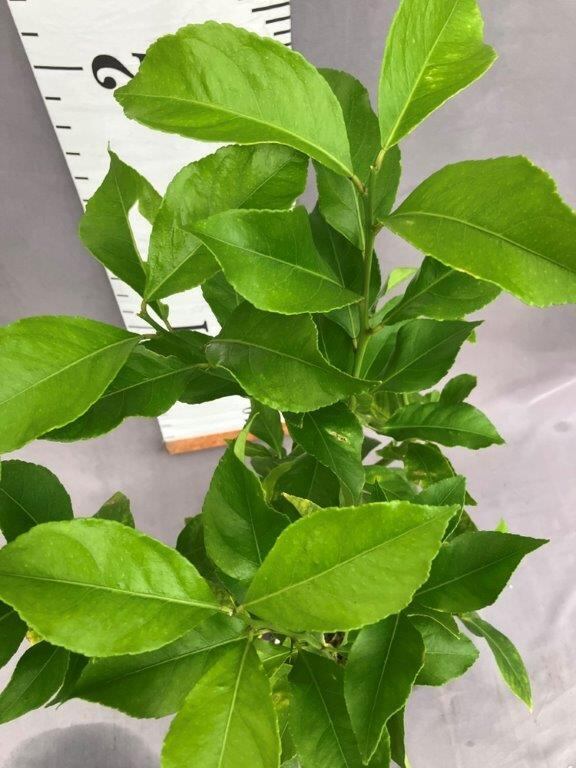 マイヤーレモン【2年生接ぎ木苗】 | 日本ライン花木センター