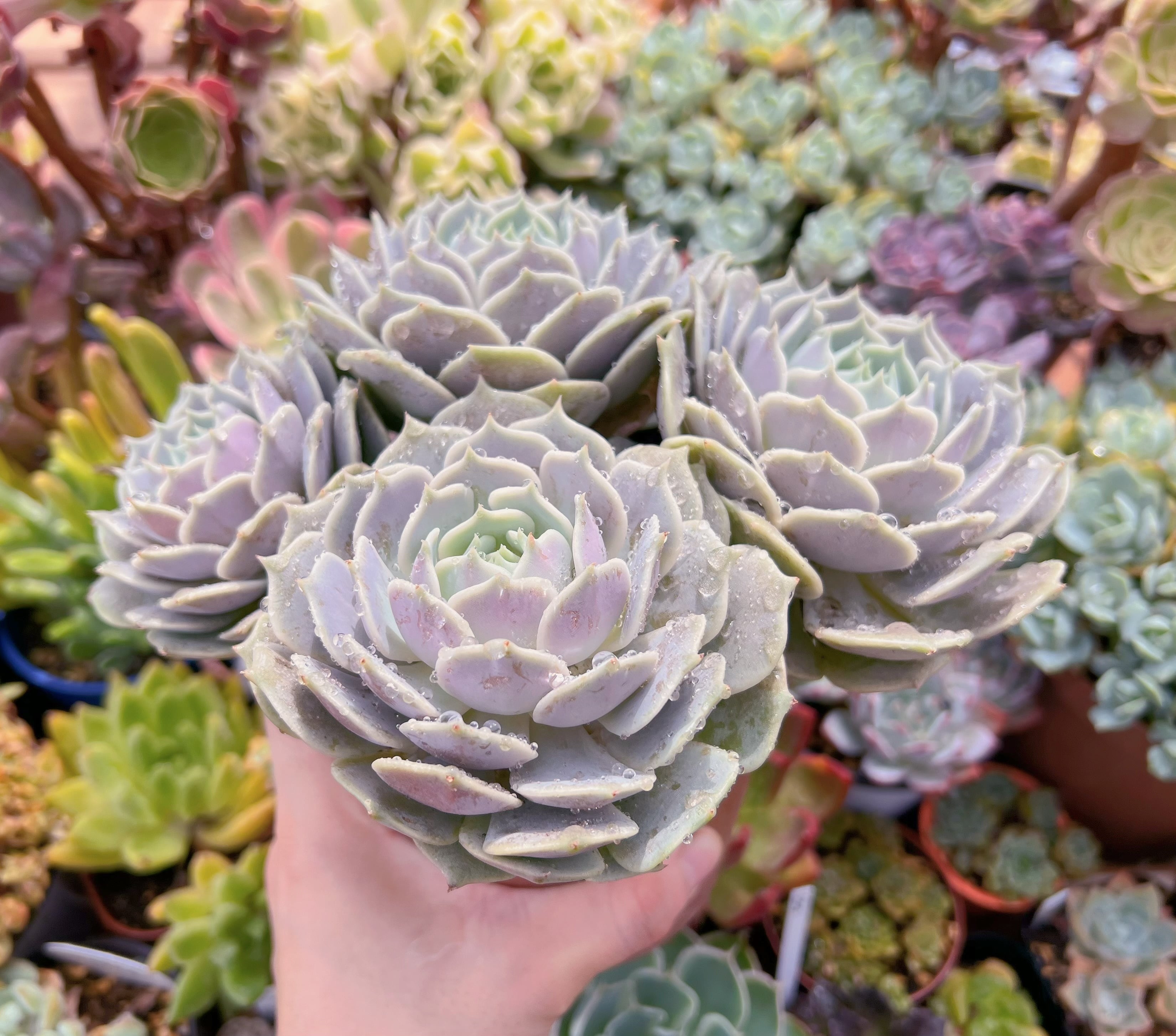 おらいさん 原種 緑札 希少 ザラゴーザspノバ ザラゴーサspノバ