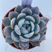 【現物商品】ラウリンゼ