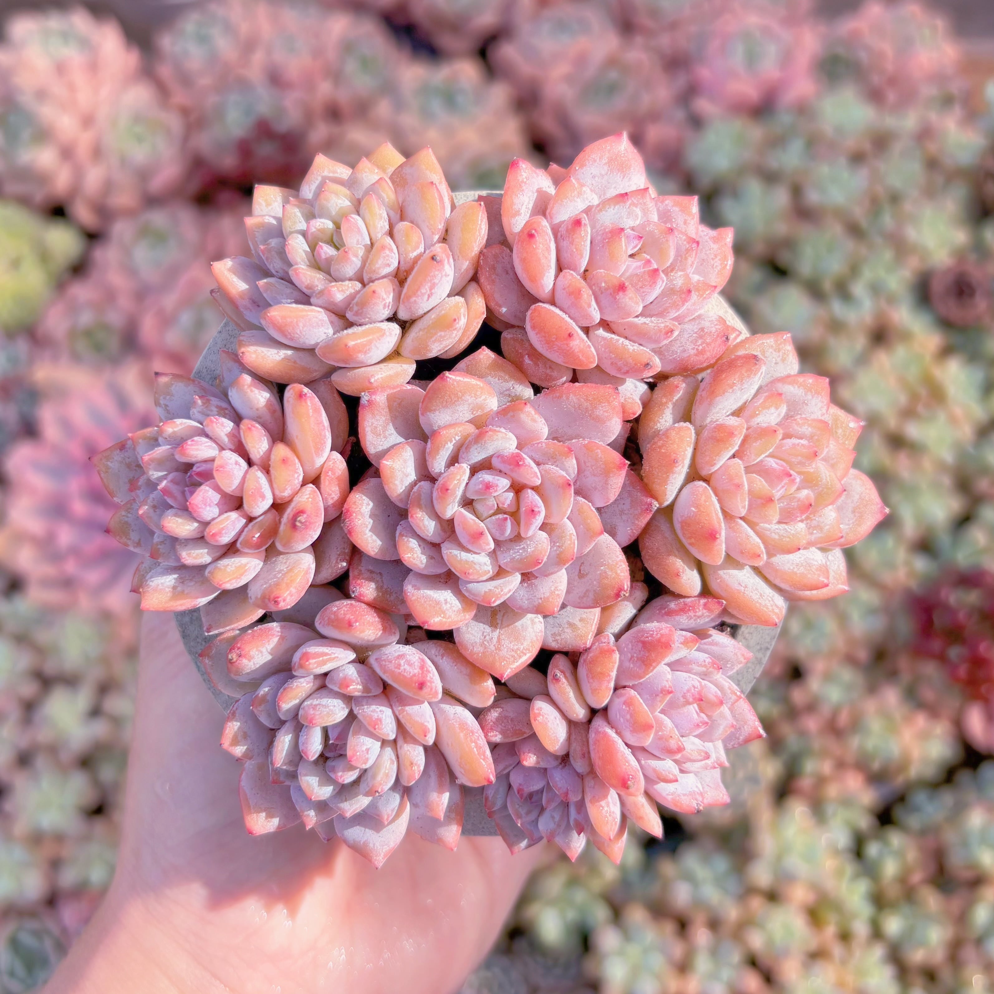 多肉植物　星星雪(7苗)　新入荷　るる農園