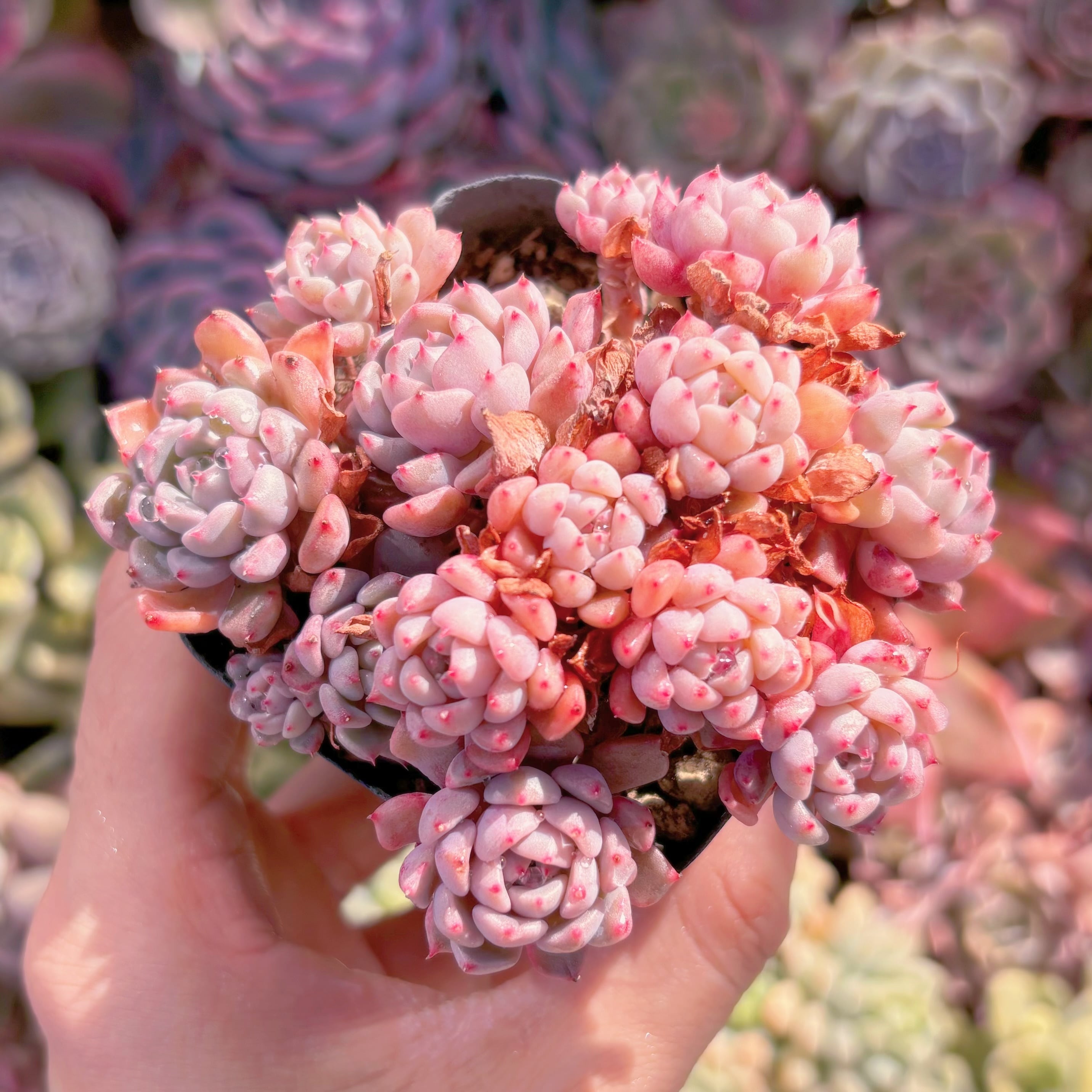 現品　ピンクバブル#034　るる農園