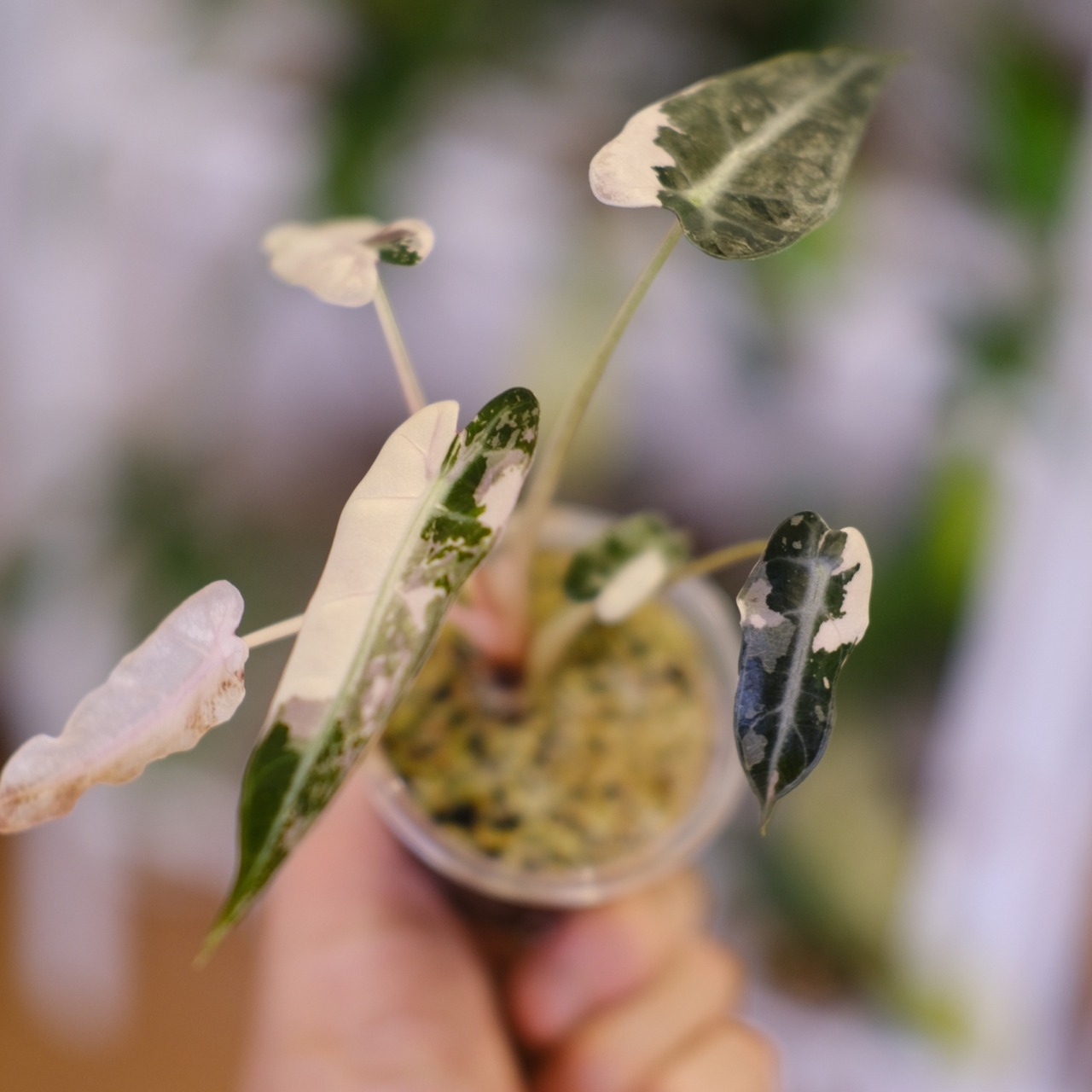 アロカシア バンビーノ ピンク/ Alocasia bambino Pink⑲│観葉植物