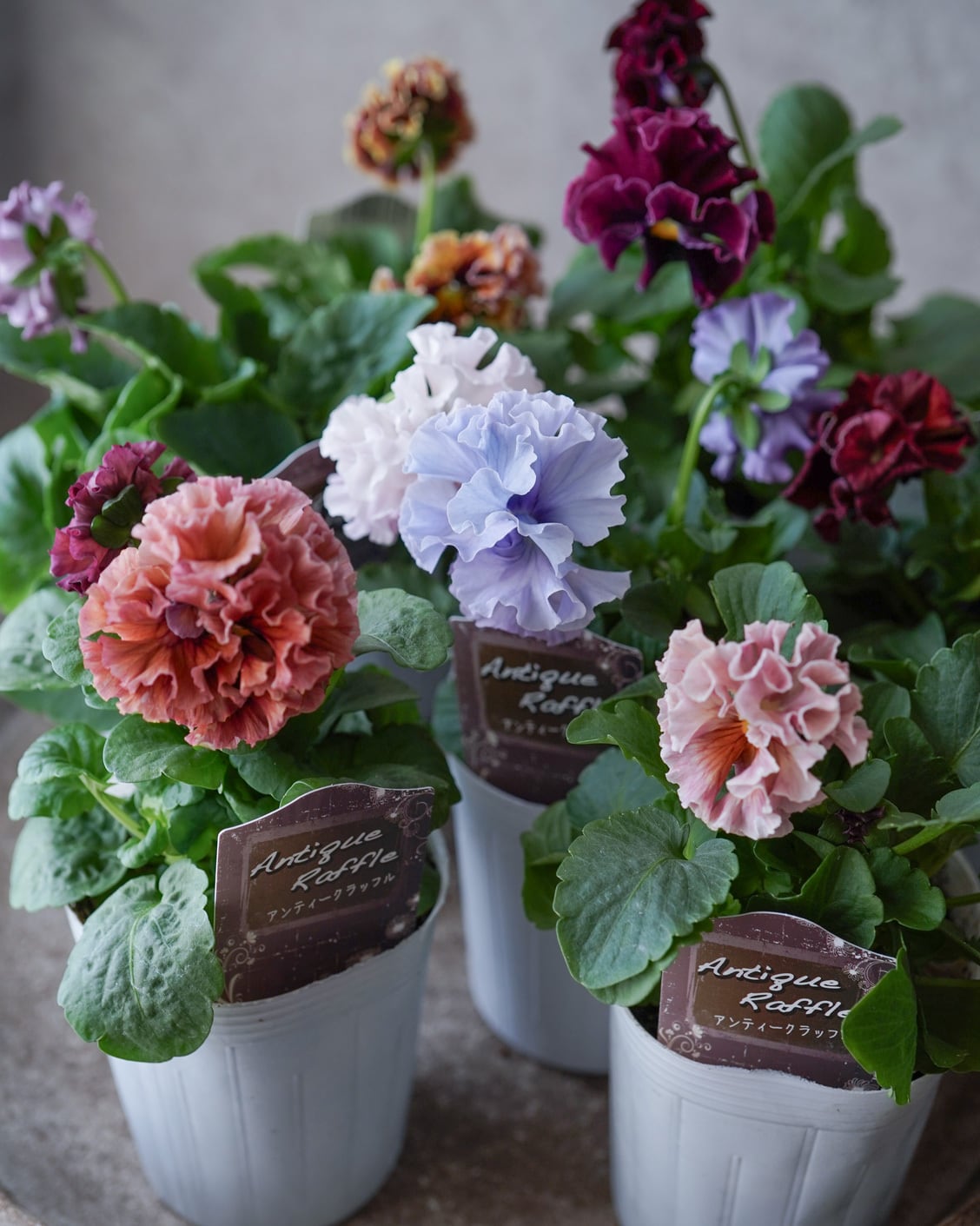 ce5c8a04f835ef052490543c207628