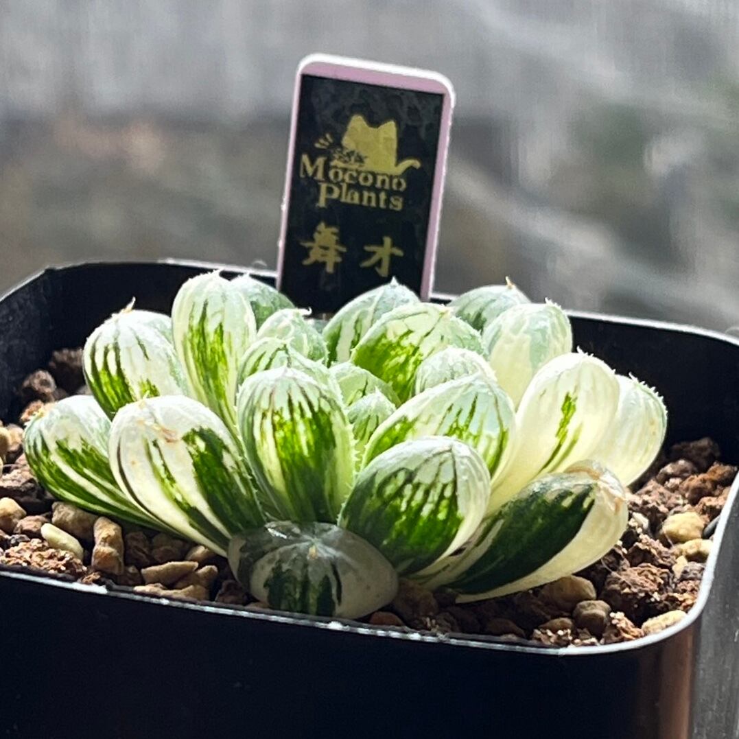 ハオルチア ダルマオブツーサ錦 舞姫 | mocono_plants