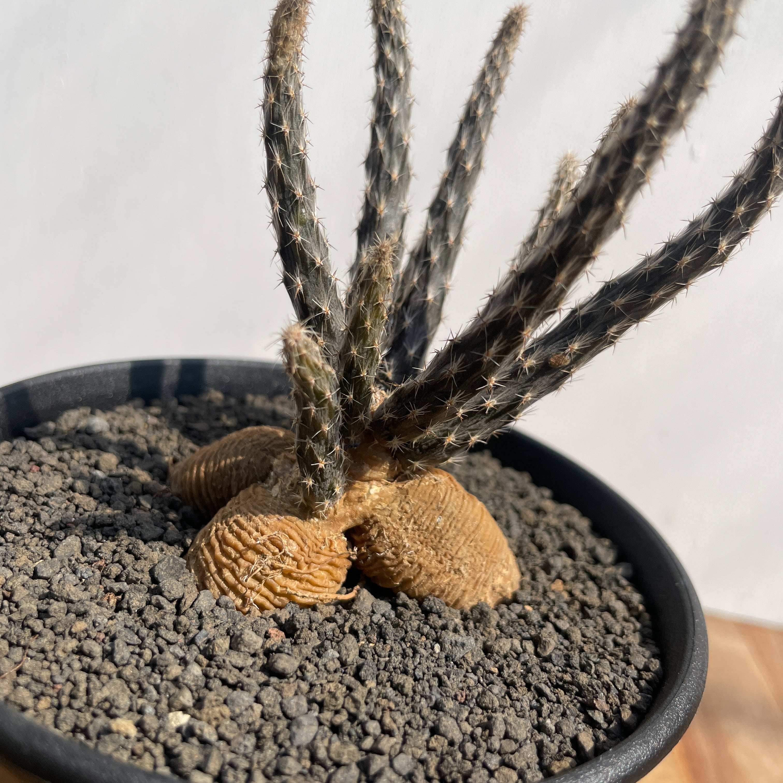 【現品】塊根系サボテン　プテロカクタス・黒竜（こくりゅう）　7号　K８番 現品】塊根系サボテン プテロカクタス・黒竜（こくりゅう） 7号 K8番