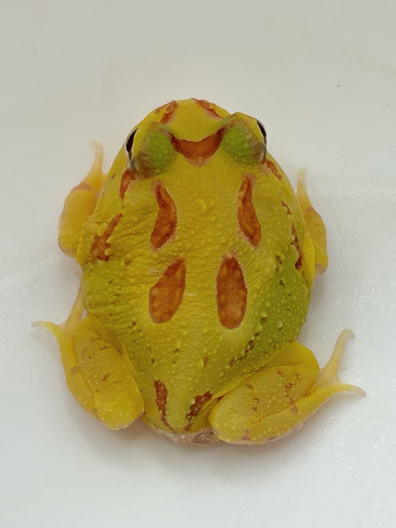 クランウェルツノガエル アルビノ① 1匹 | まるころ商店〜まるくて