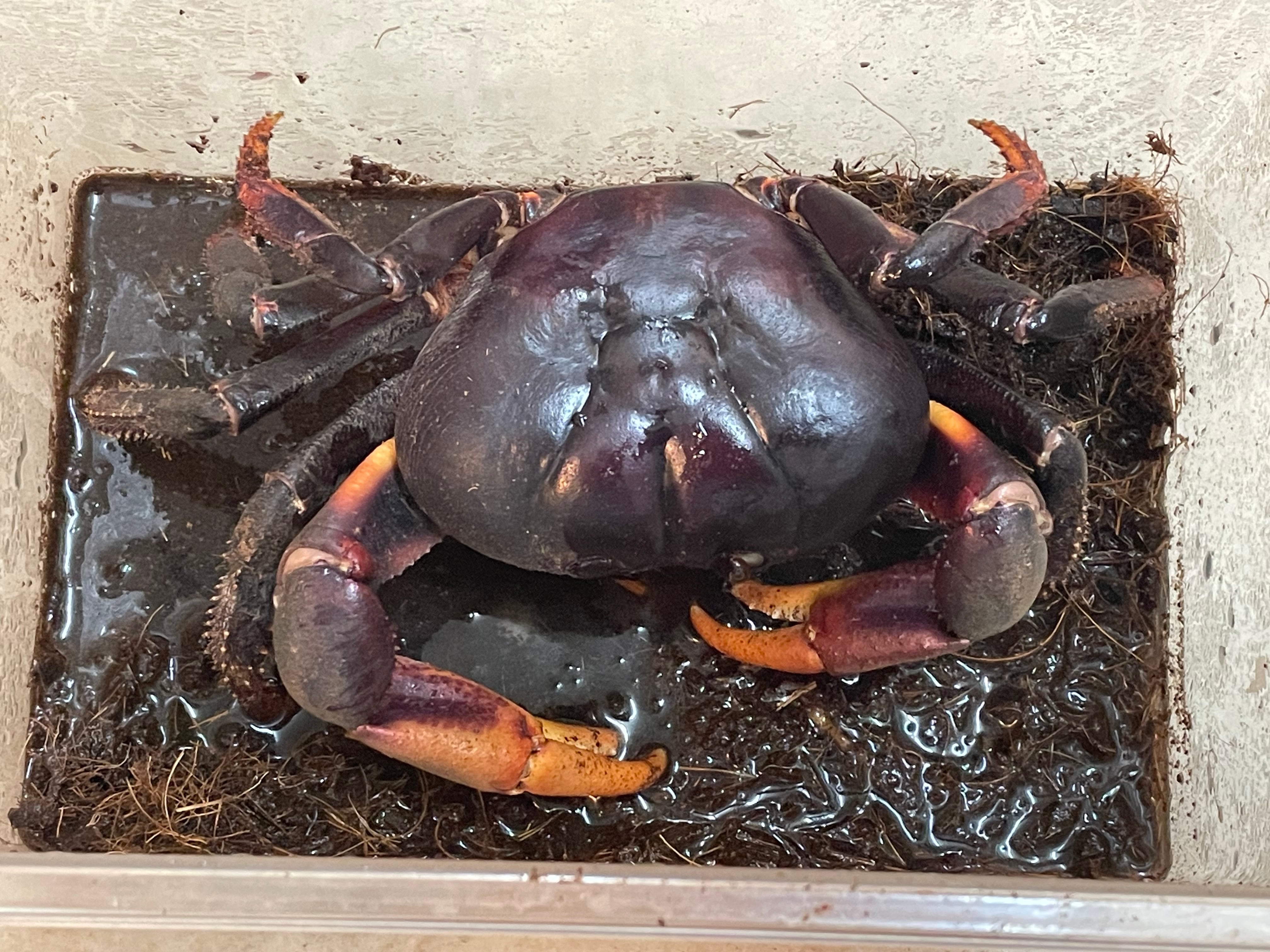ヤシガニSサイズ | 奇蟲・昆虫・甲殻類販売 crab dear