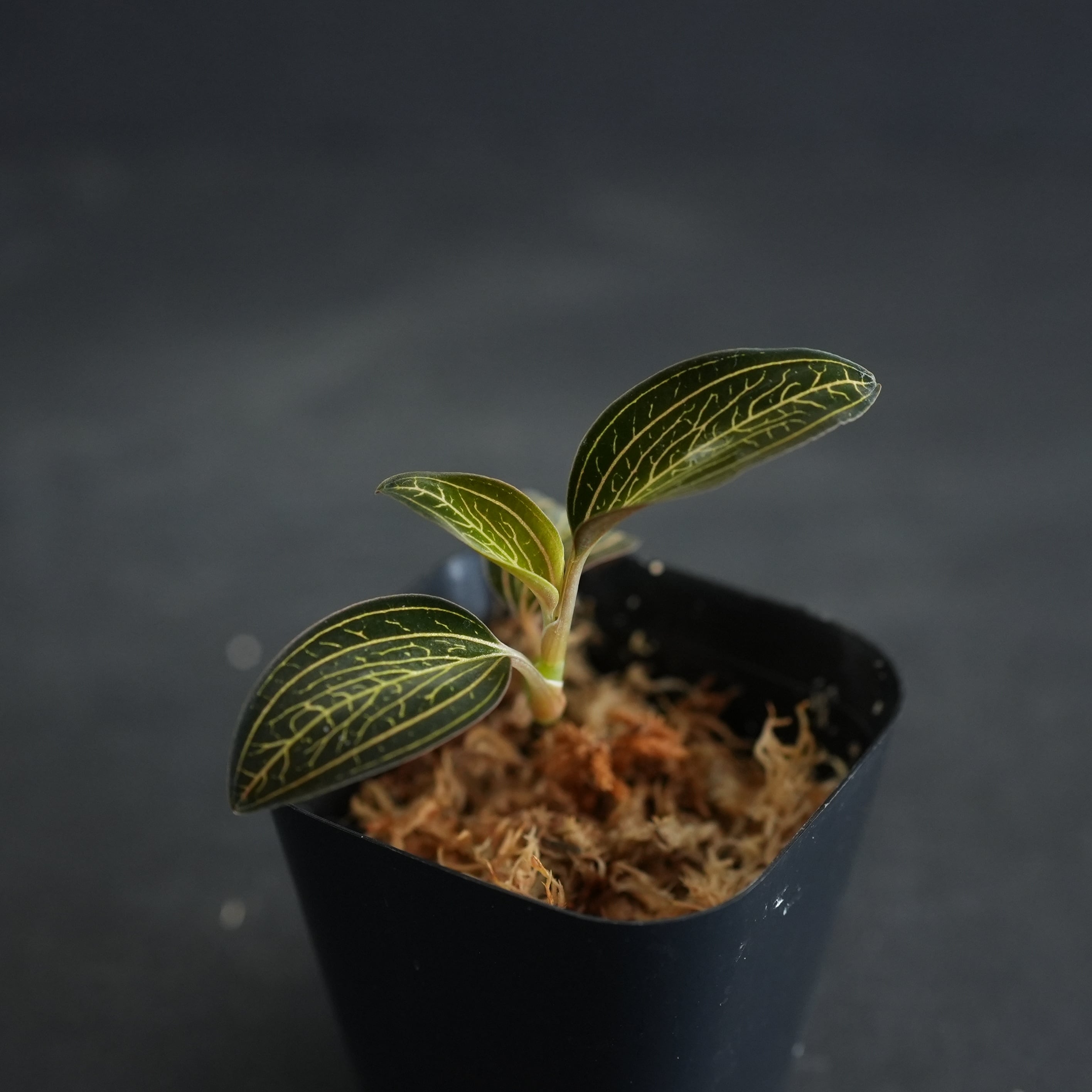 ◇現品◇Ludochilus 台湾便【ジュエルオーキッド宝石蘭／TheGAKI】#887
