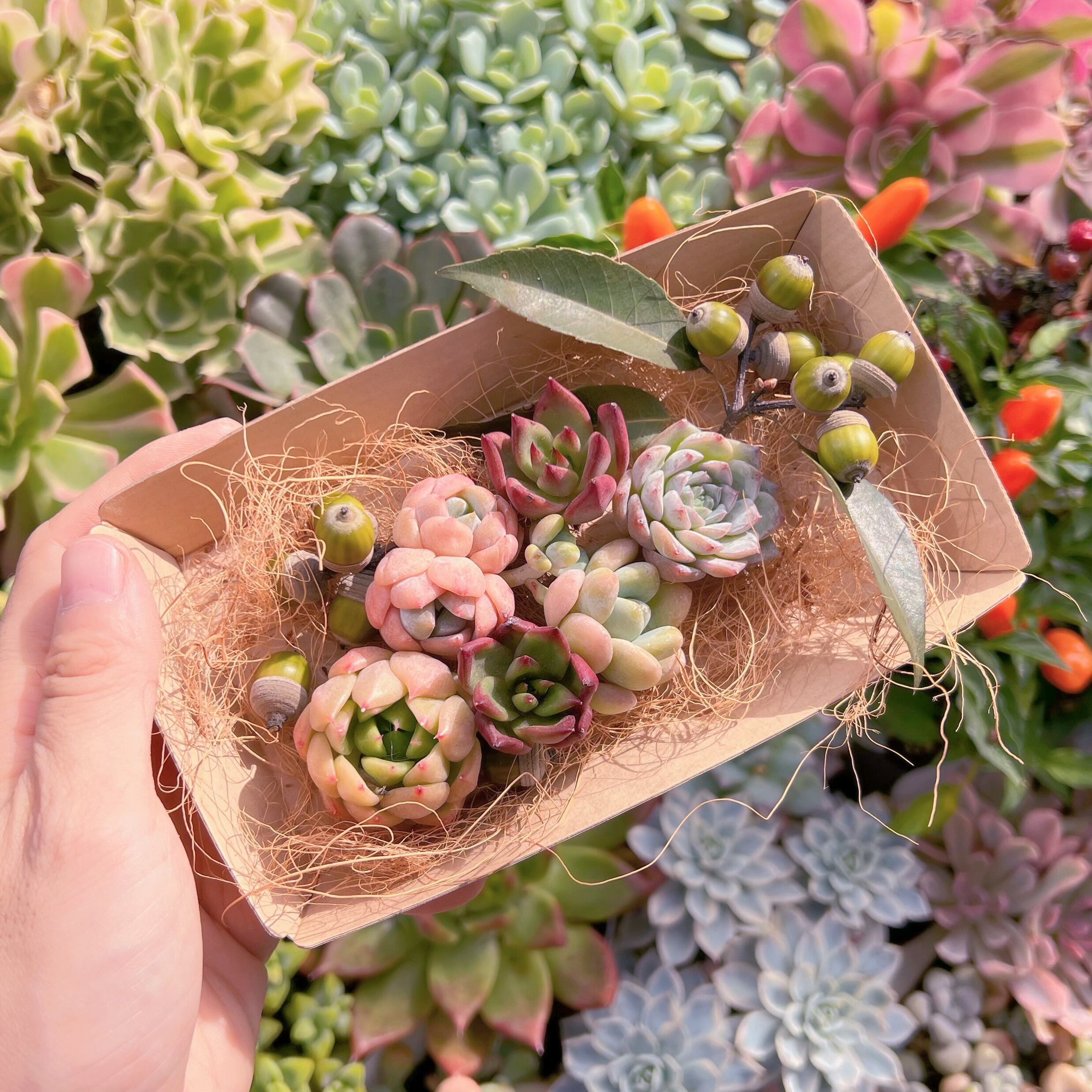 コ現物　多肉お弁当#620   るる農園