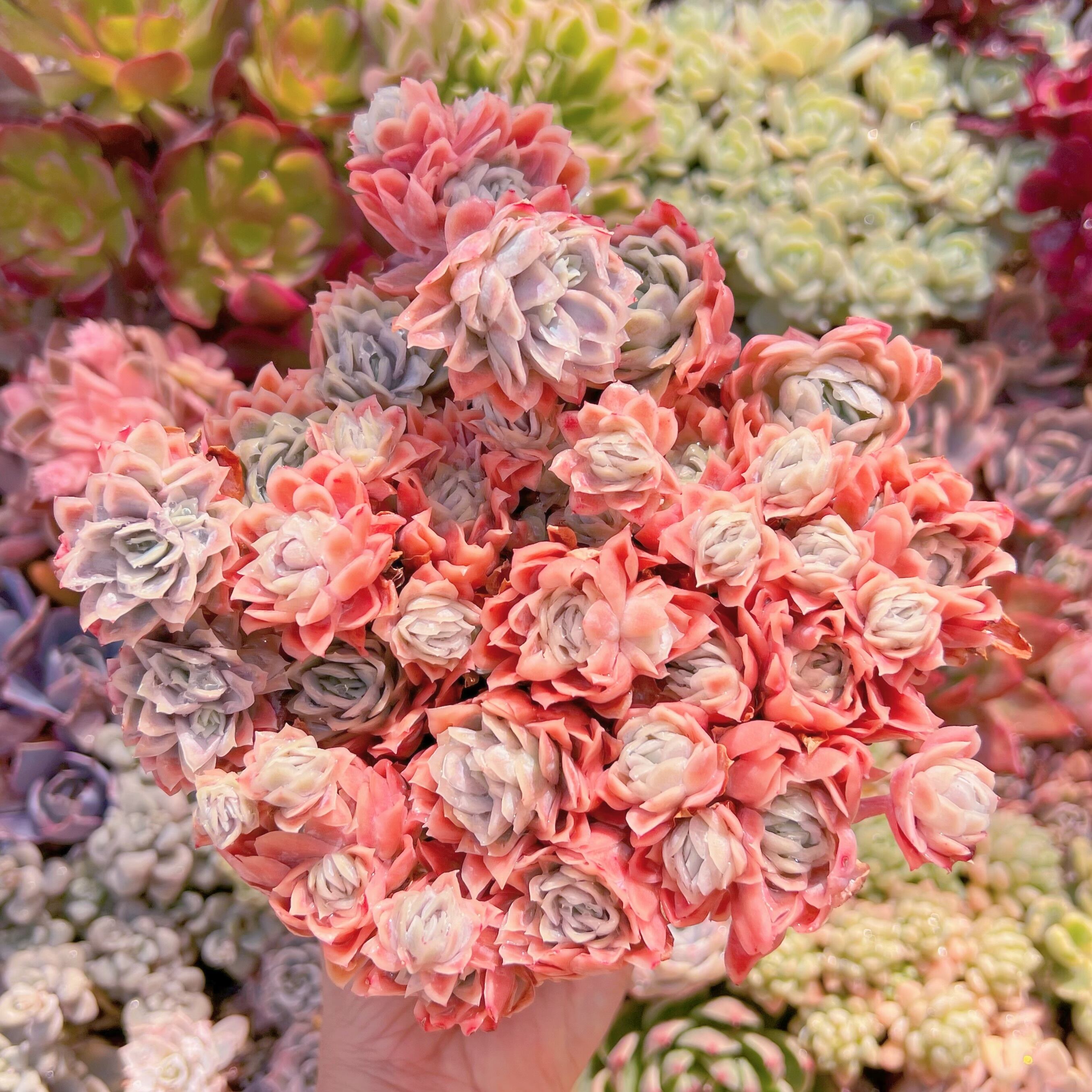 現品　クィーンローズ覆輪錦#636　特大群生　新入荷