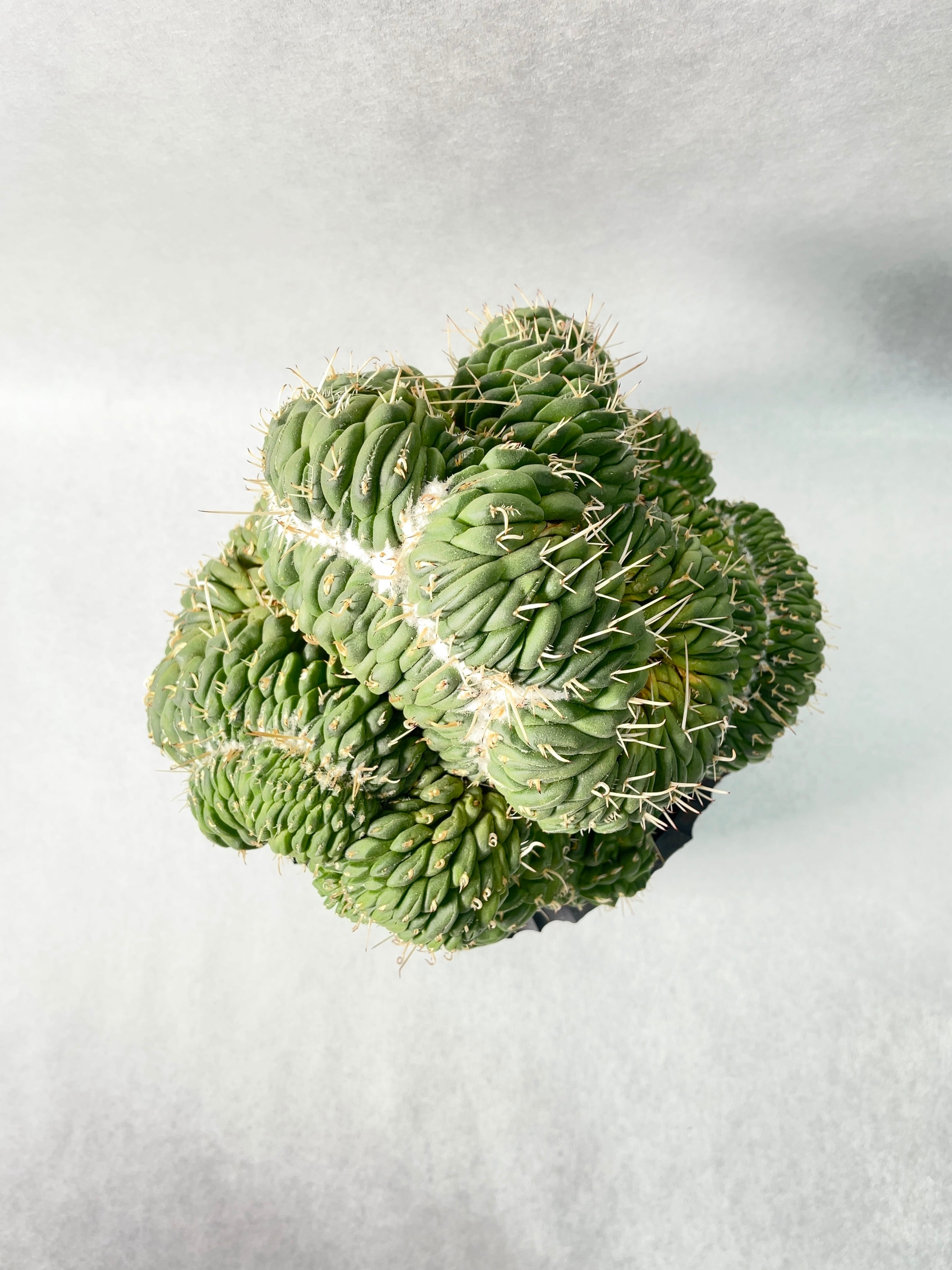 綴化（てっか）「マミラリア白竜丸」☆1株☆サボテン、自根 マミラリア ・