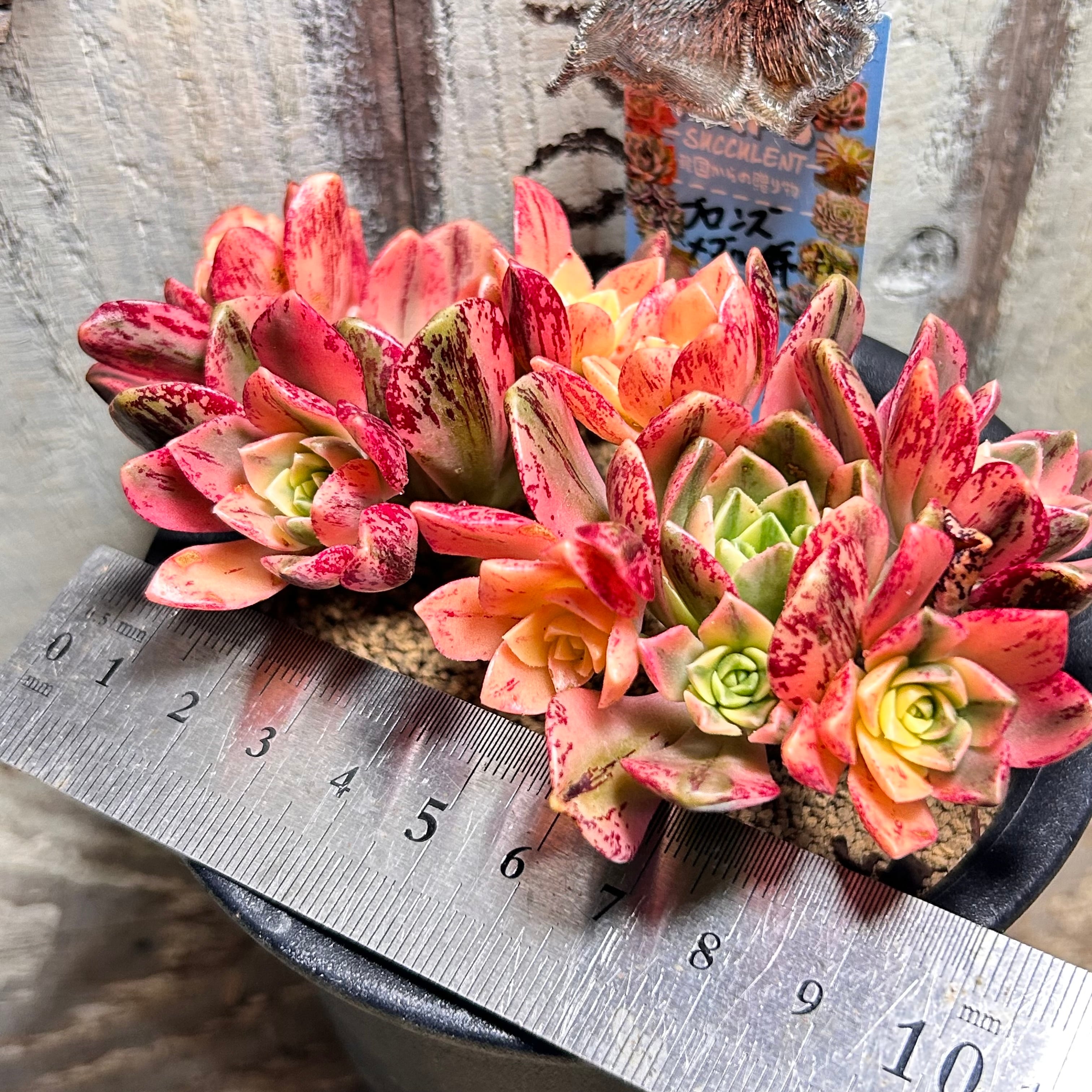 ブロンズメタル(メダル)錦 アエオニウム | RuPo 多肉植物専門店