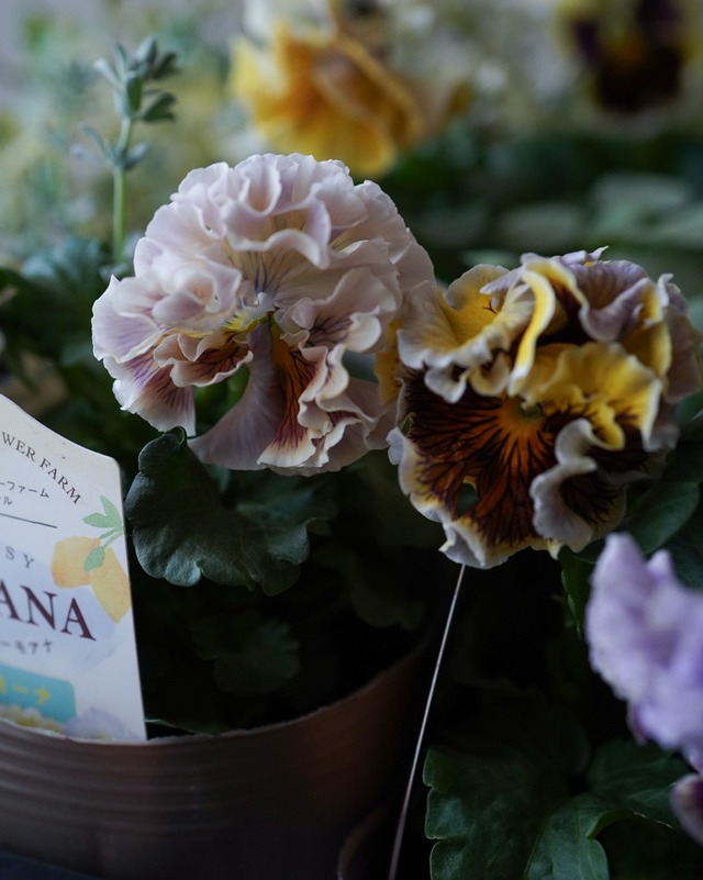 【花苗セット】クリーム色〜黄色〜ラベンダーのグラデブリルパンジーの花苗セット