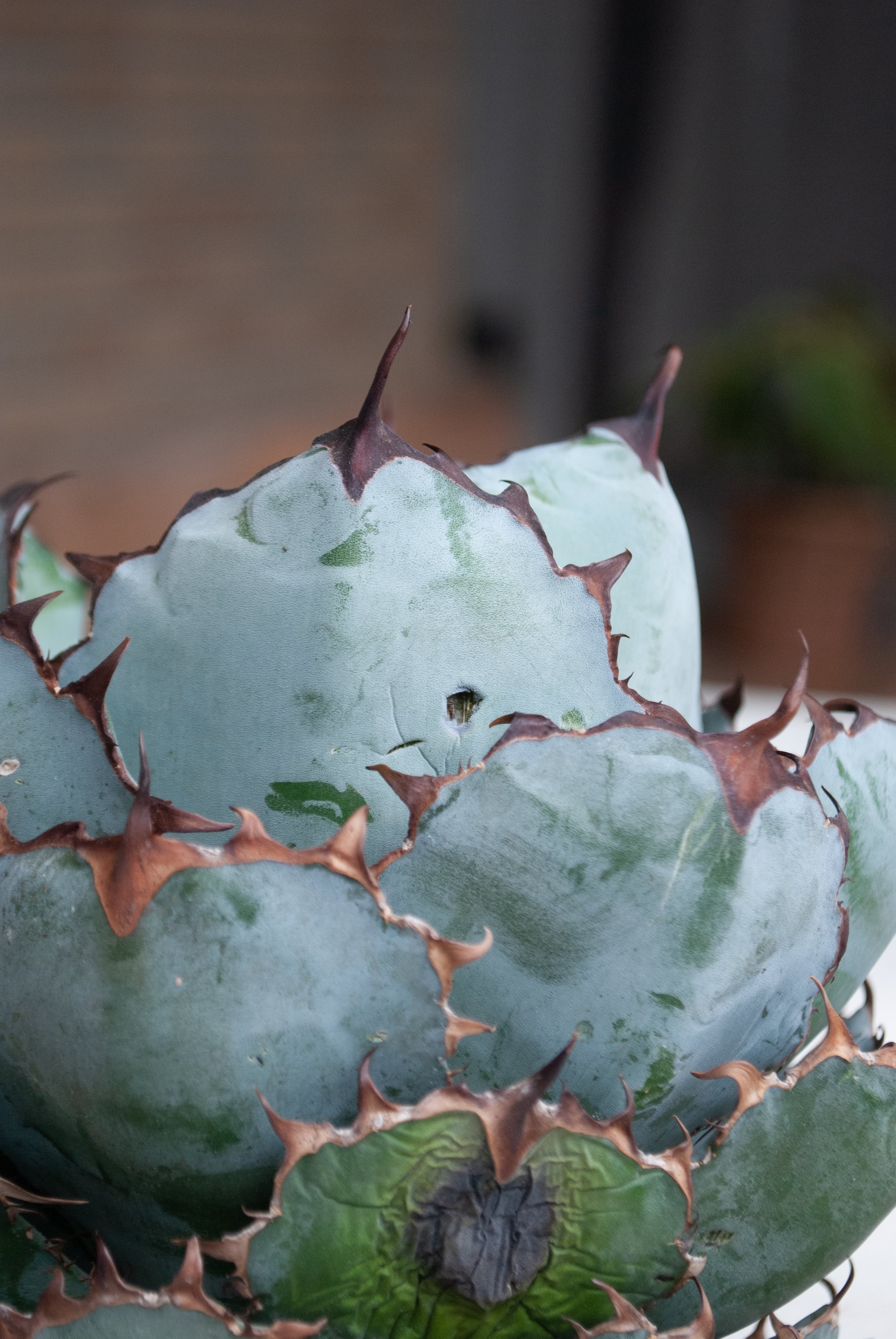 アガベ チタノタ ブラック&ブルー No.15 | Agave Rocon アガベ チタノタ ブラック&ブルー No.15 | Agave Rocon