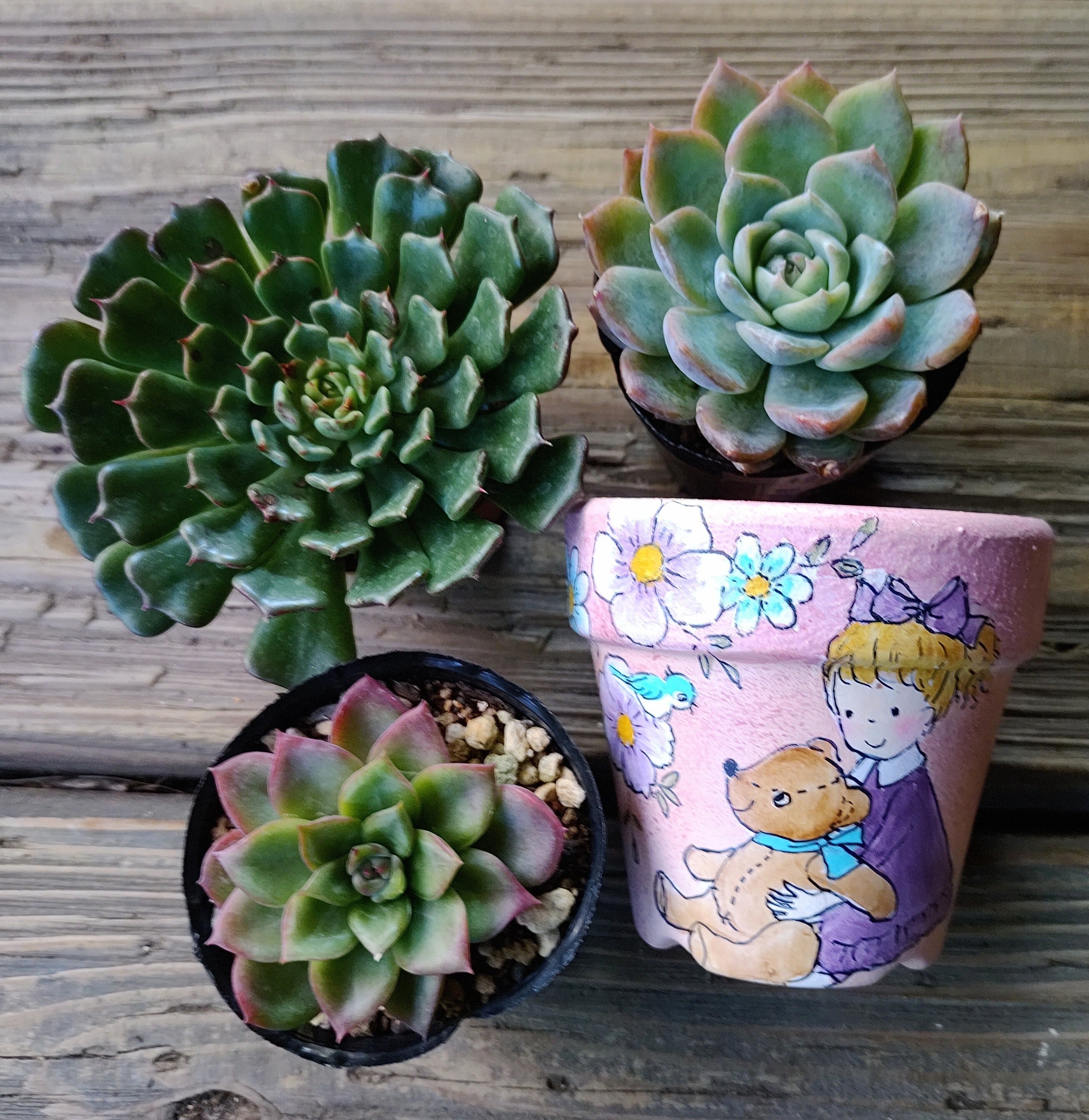 作家さん | RuPo 多肉植物専門店