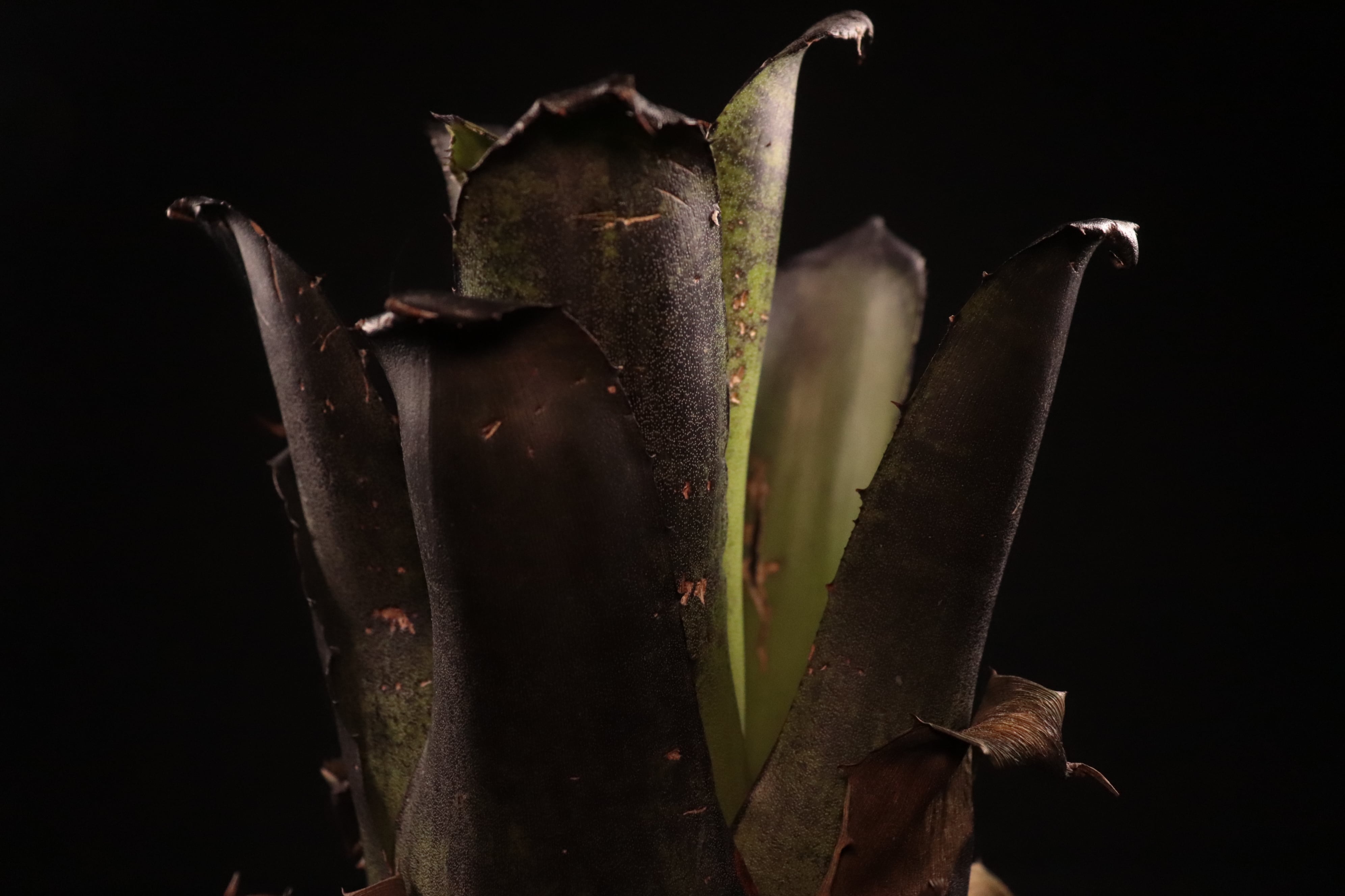 送料無料】Hohenbergia leopoldo-horstii (Black form