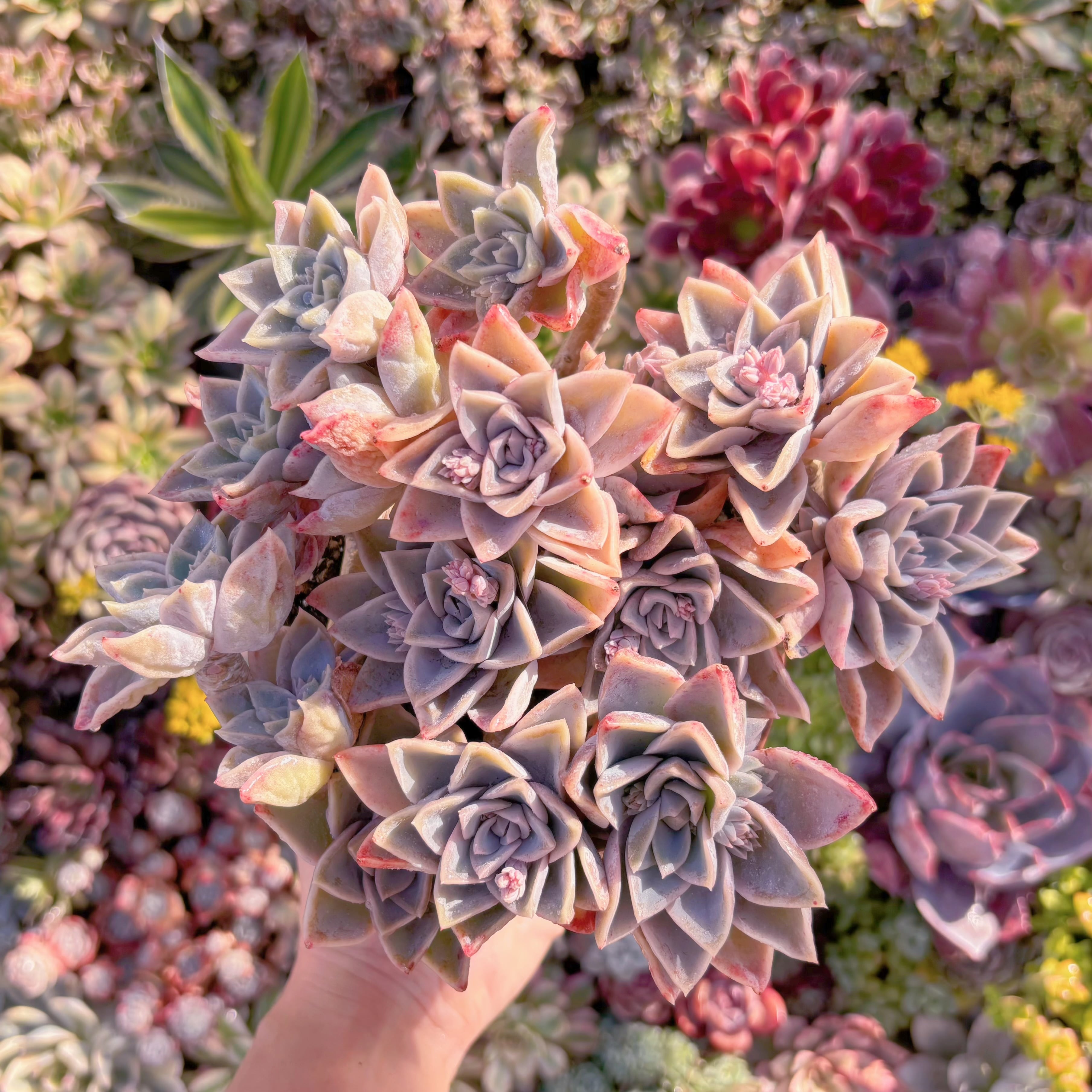 現品　ラブリーローズx白牡丹#A012　新入荷　るる農園