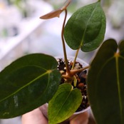 Anthurium Papillilaminum Guna Yala x Forgetii Dark②│観葉植物