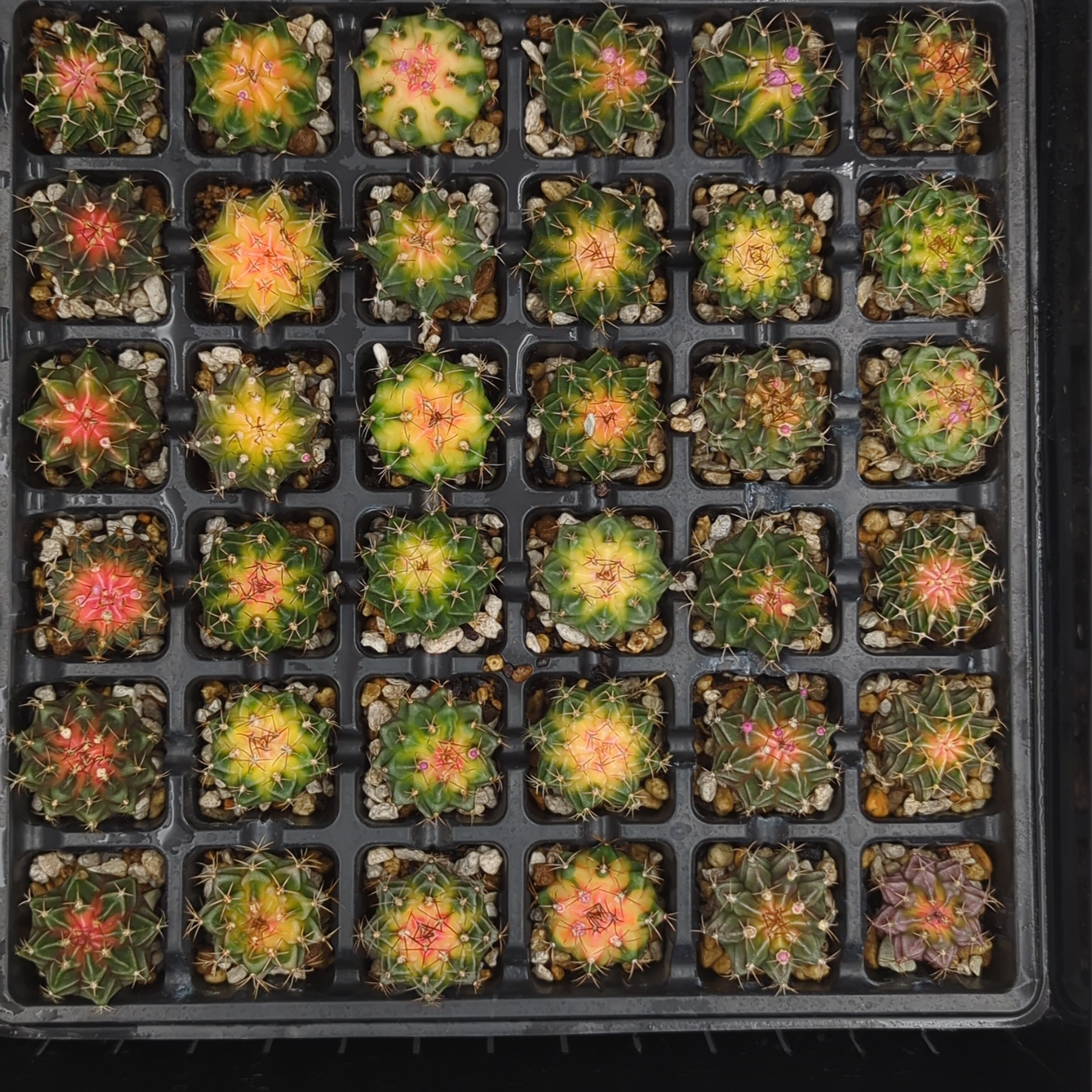 サボテン ギムノカリキウム 緋牡丹錦 | BRIDGE GARDEN