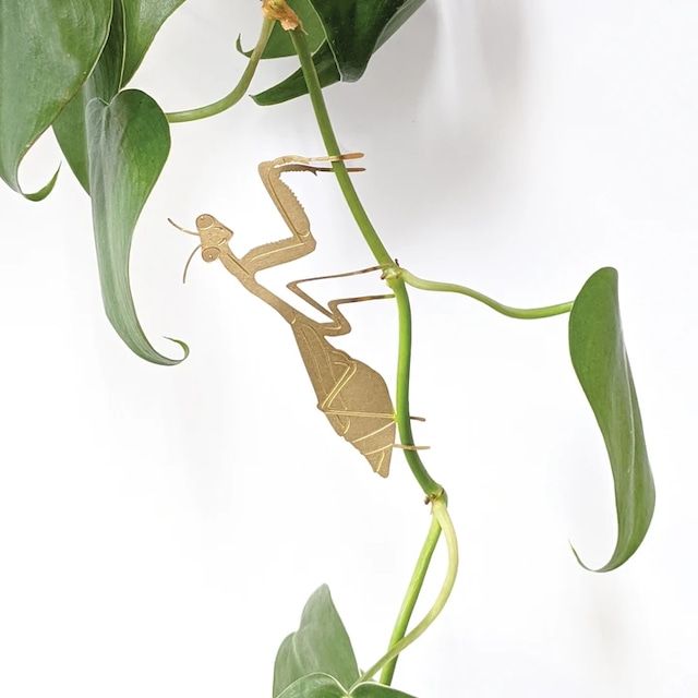 Plant Animal Praying Mantis カマキリ 昆虫