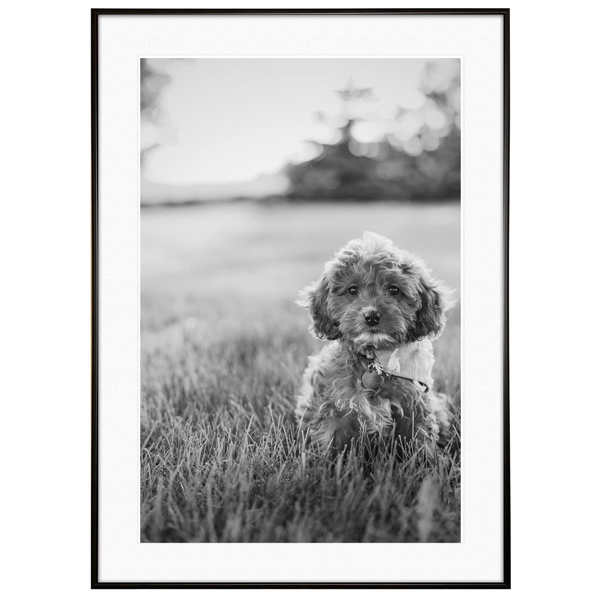 動物写真 犬 草原のトイプードル インテリア モノクロアートポスター