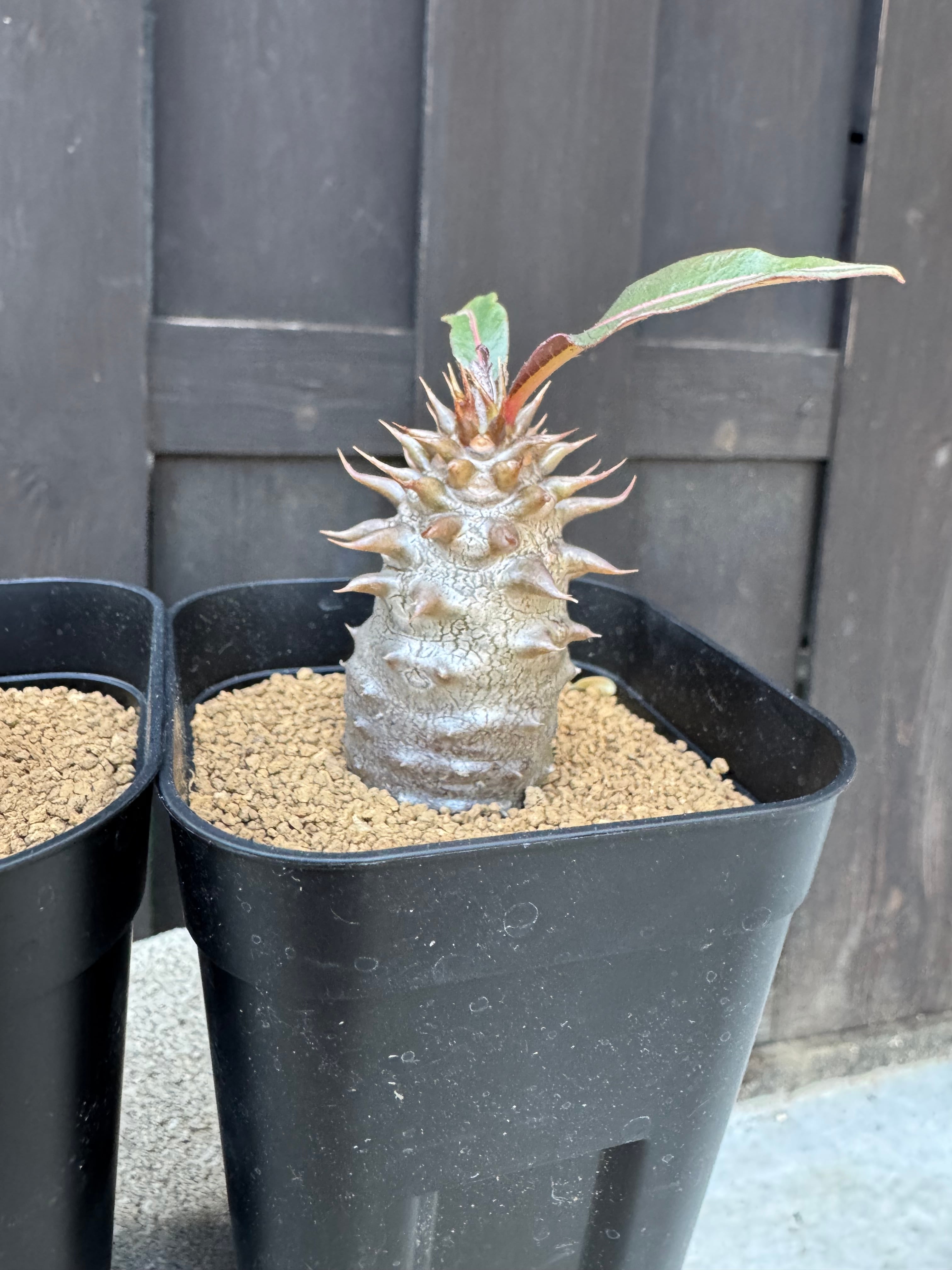新着】Pachypodium baronii【国内実生】パキポディウム バロニー | 青