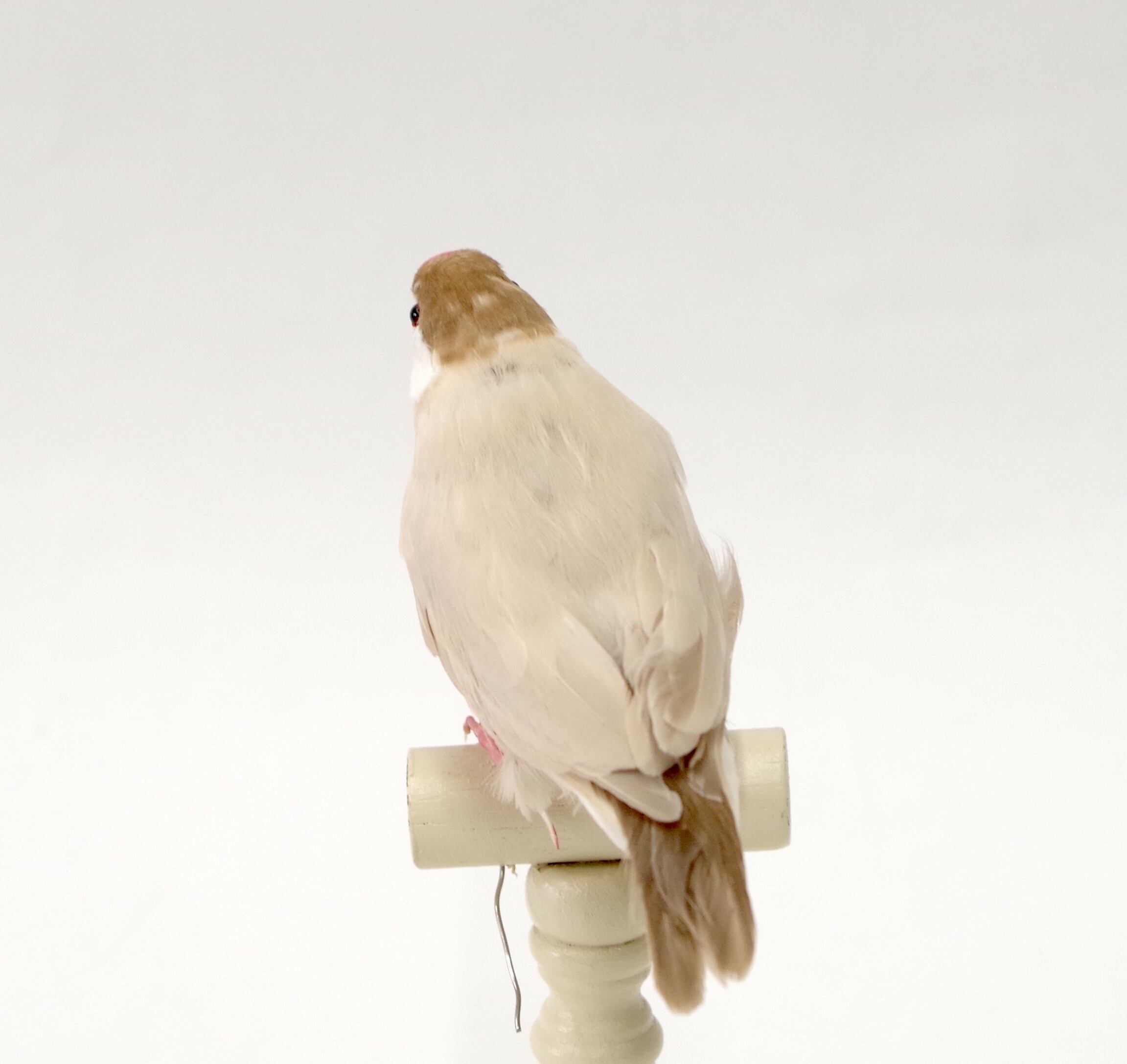 シナモン文鳥 剥製 | アトリエ杉本