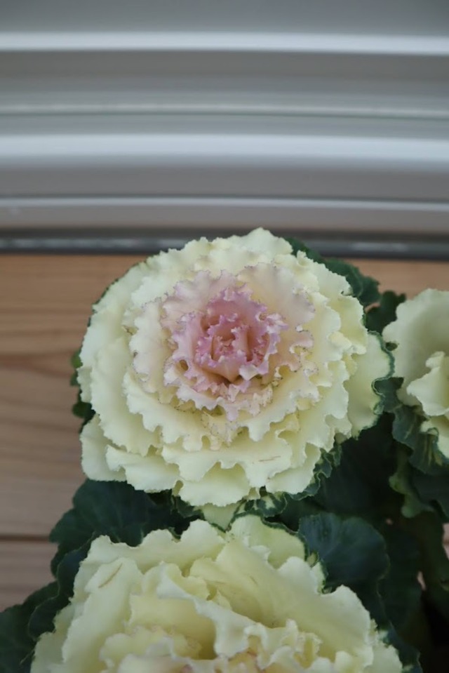 苗　葉牡丹　『さくらホイップ』　2.5号ポット　ガーデニング　園芸　ハボタン