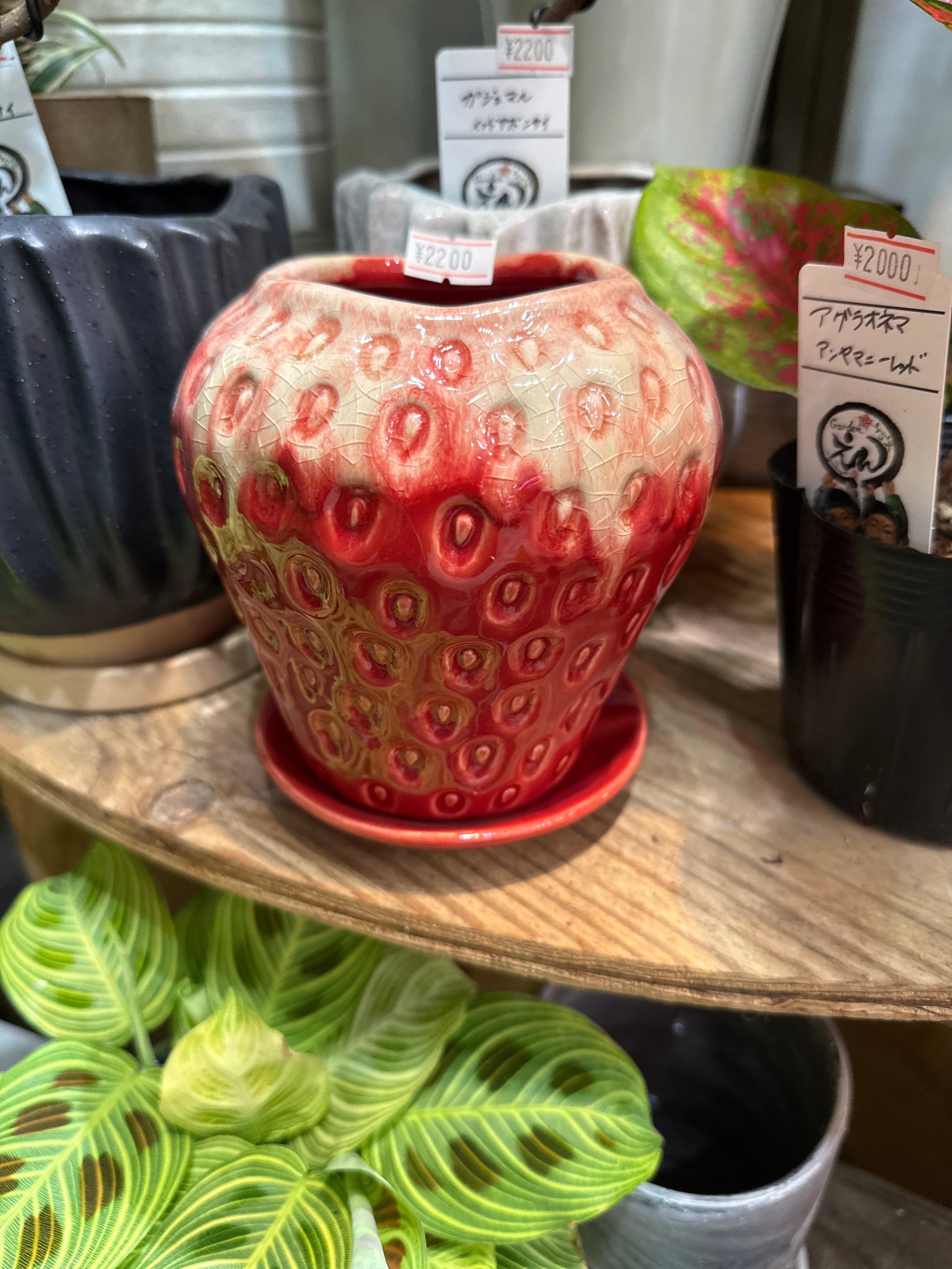 いちご鉢 | Gardenえん 【観葉熱帯植物】