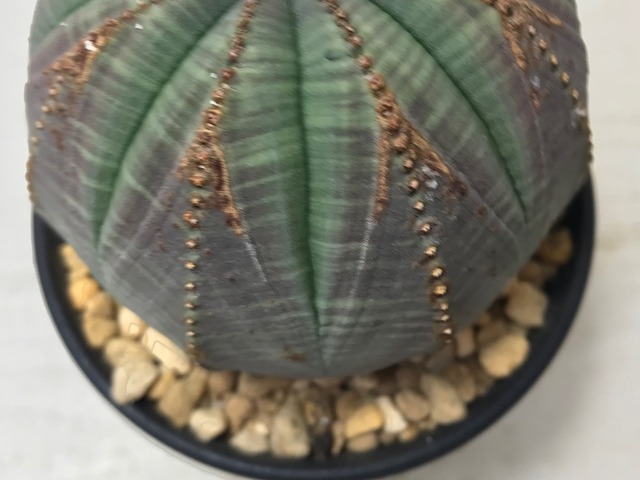 ユーフォルビア オベサ
