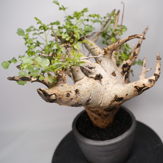 F54 コミフォラ サクシコラ  発根済 現地球