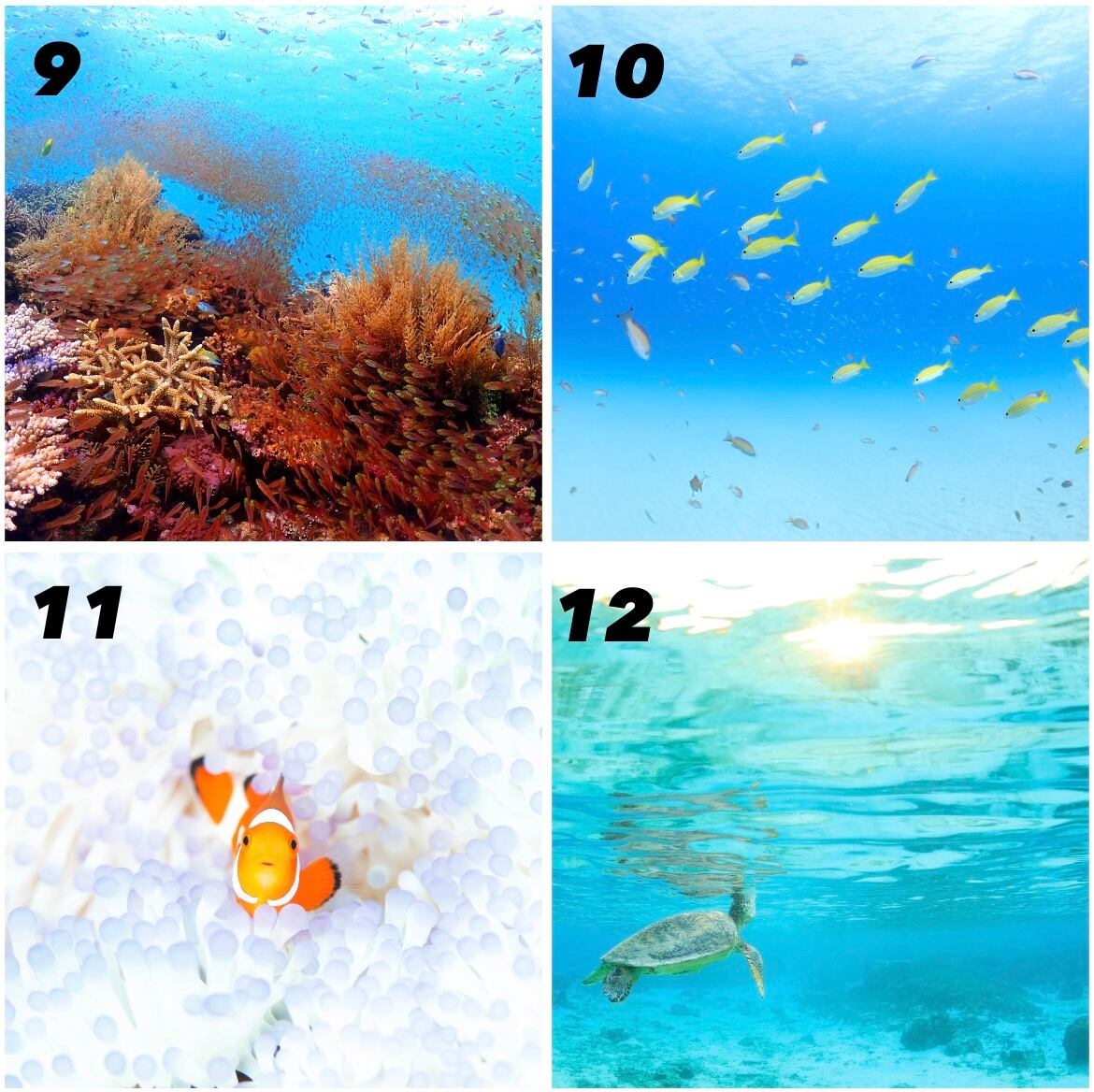 ポストカード全42種 | ネバーランド＋