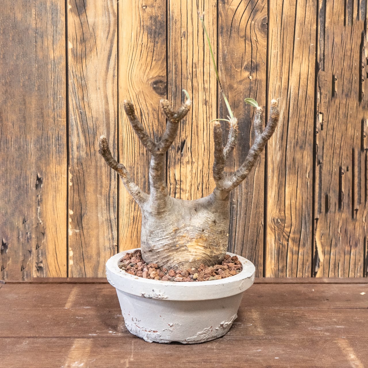 パキポディウム・グラキリス｜胴回り33cmの中型〜大型の現地球／動きと存在感ある枝ぶりが魅力【発根済×手作りモルタル鉢】