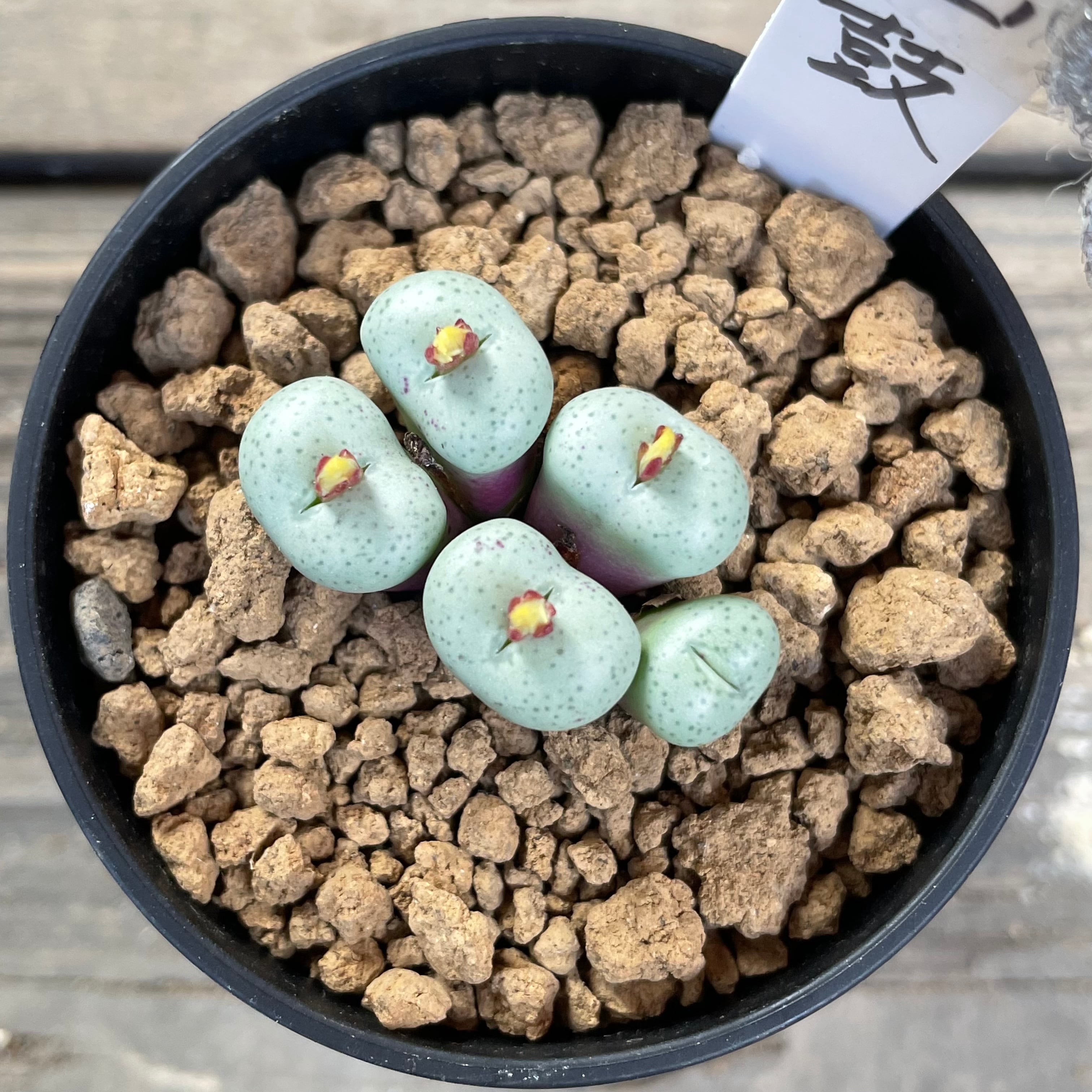 玉鼓 | RuPo 多肉植物専門店