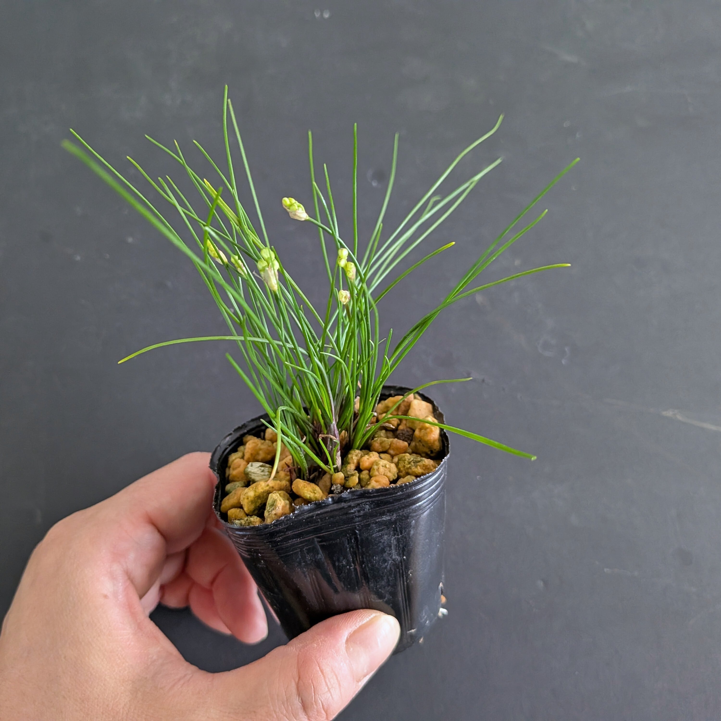 ミヤマラッキョウ 苔テラリウム作製用素材