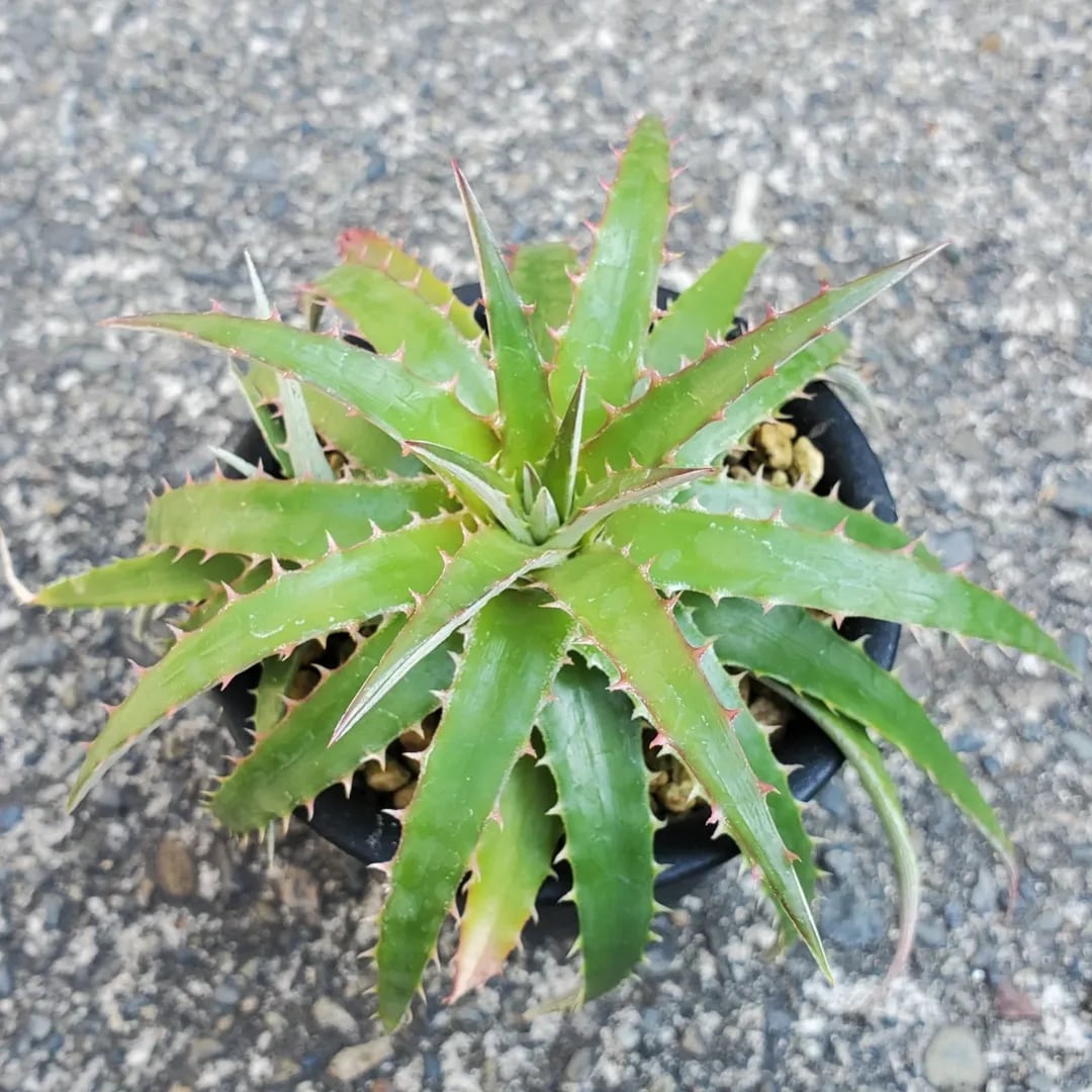 Dyckia（ディッキア） | レアプランツ通販サイトPlants Maniax