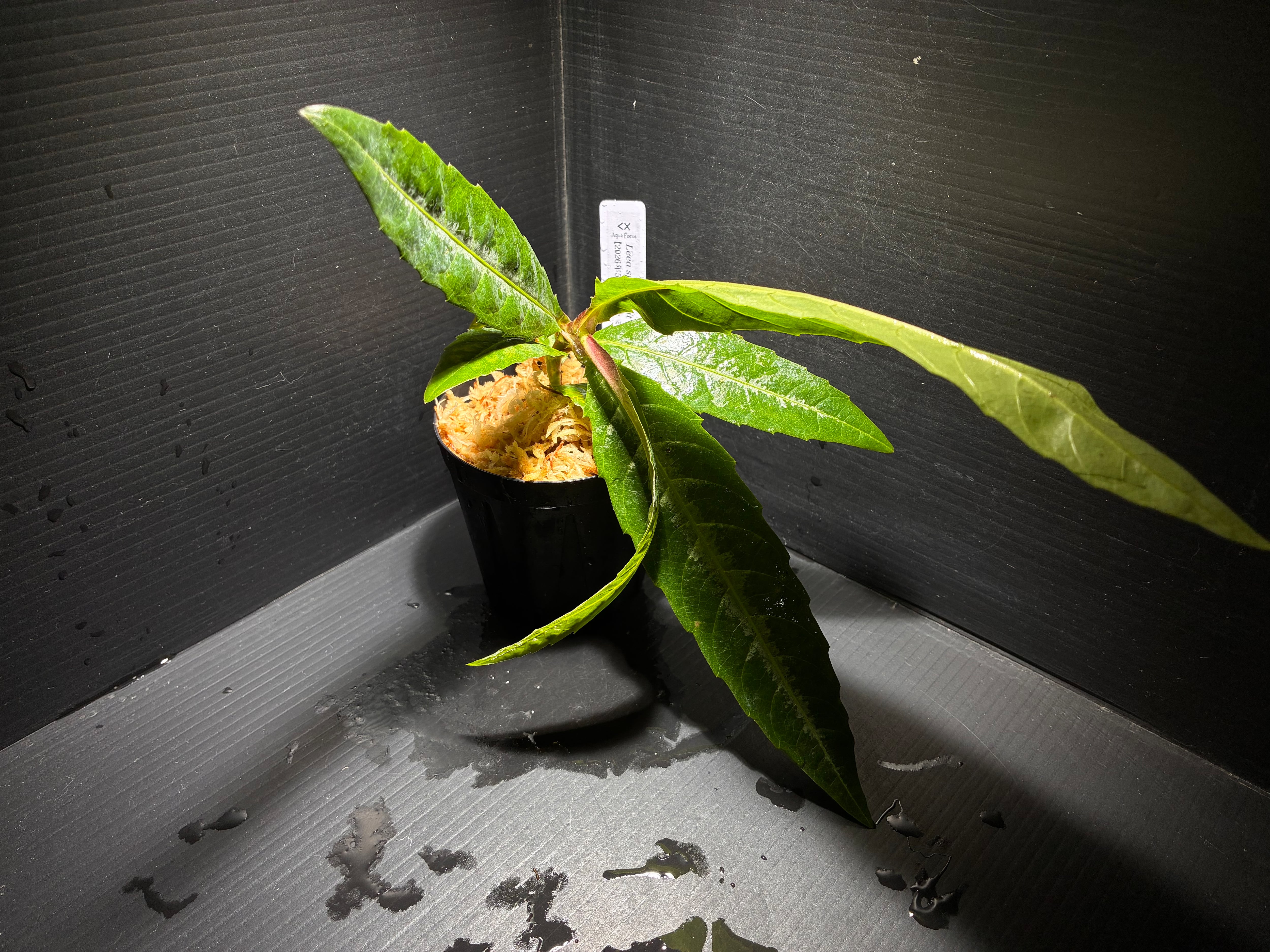 国内増殖株】Homalomena sp. Lingga【問屋便】 | AquaFocus