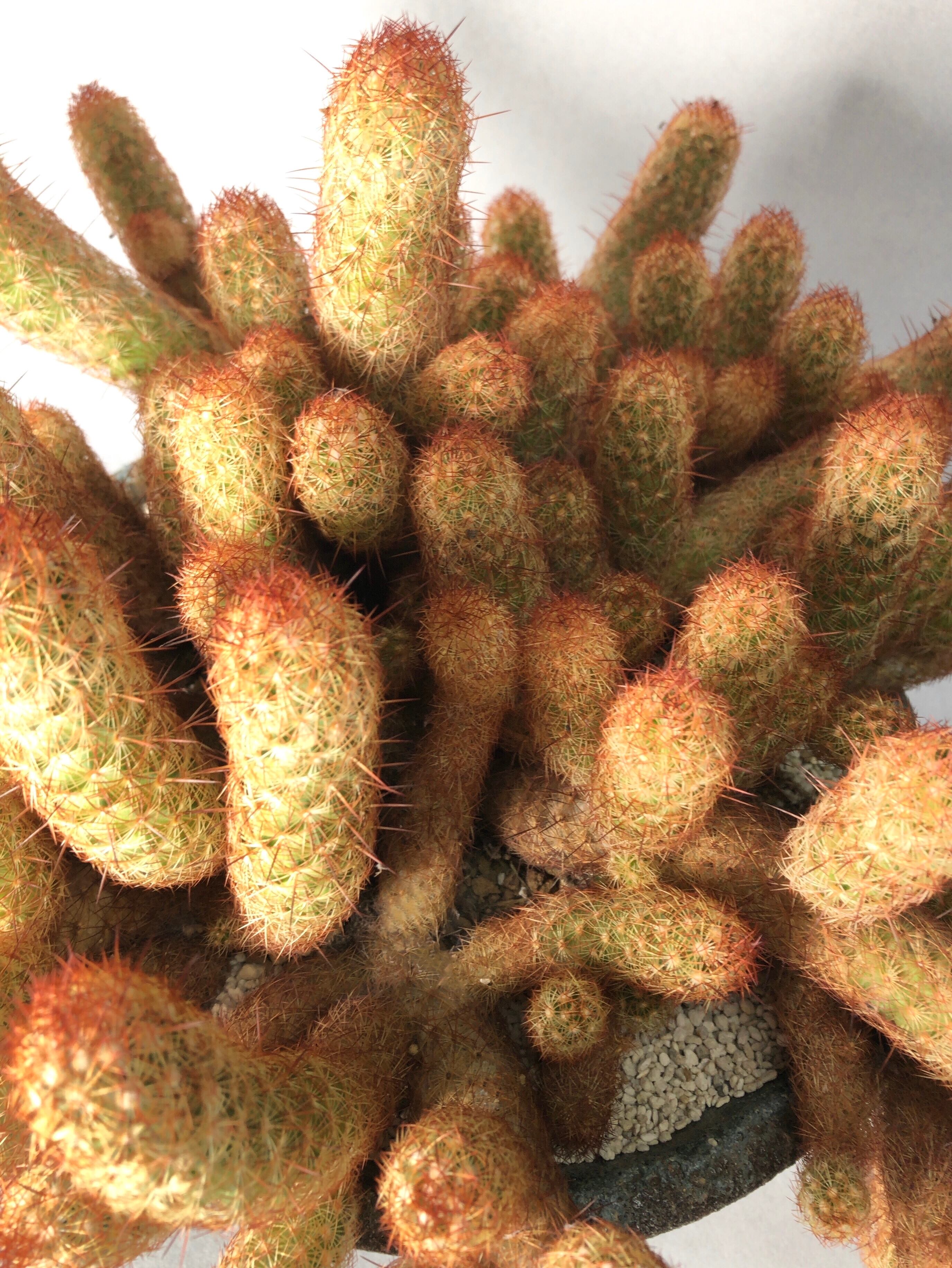 マミラリア・黄金丸群生 | trigger