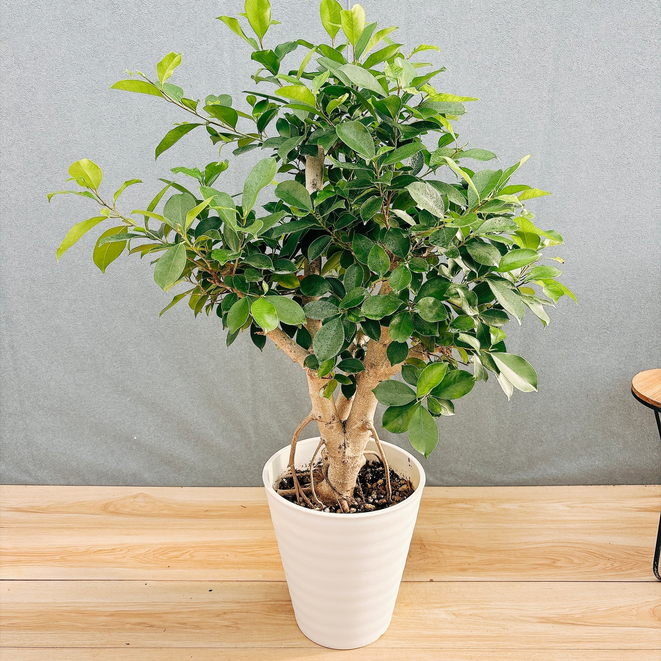 現品］B 創樹 オリーブ ネバディロブランコ 8号 観葉植物 大型 屋外