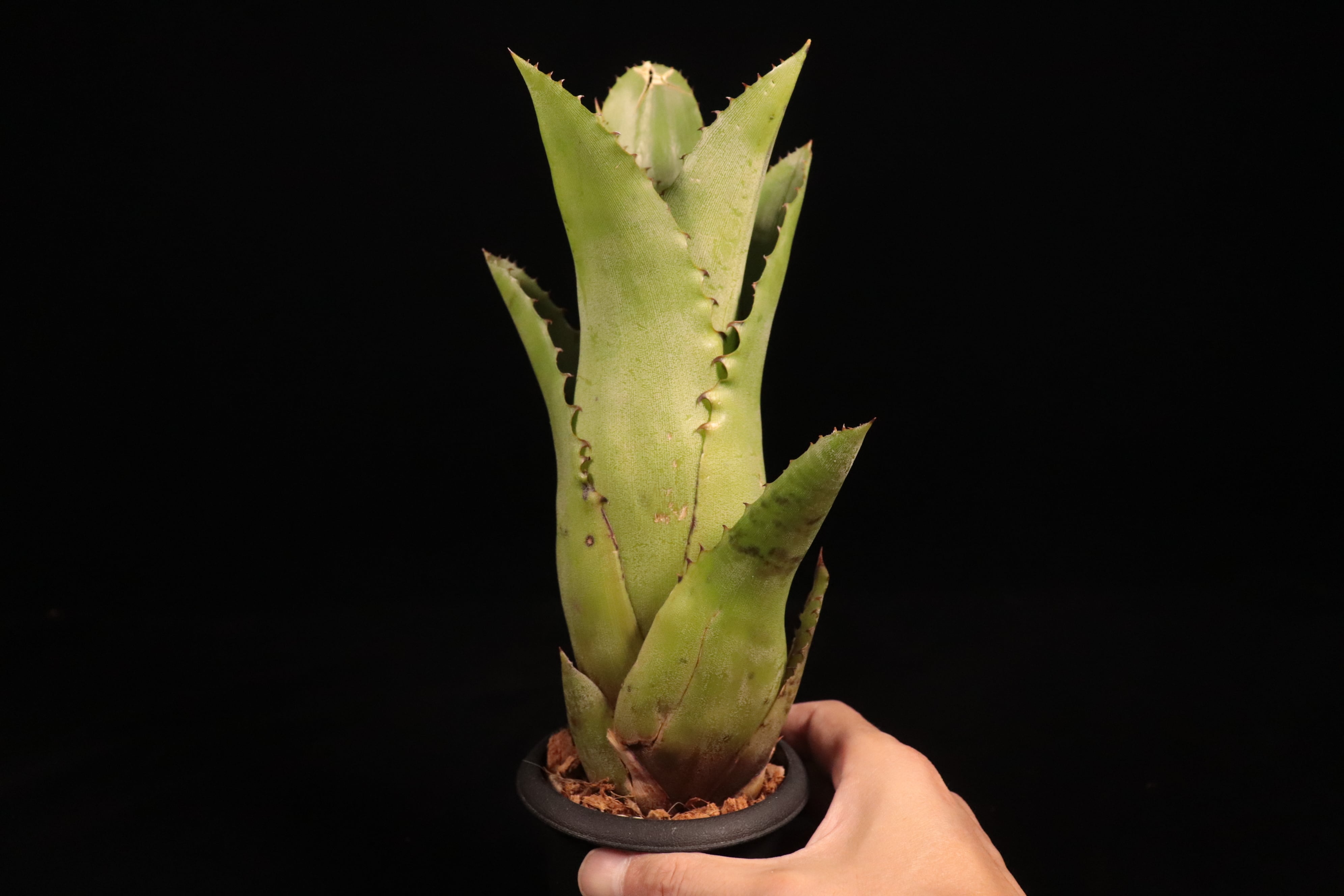 【抜苗】Hohenbergia catingae ホヘンベルギア Hohenbergia catingae〔ホヘンベルギア〕H236 | plane plants