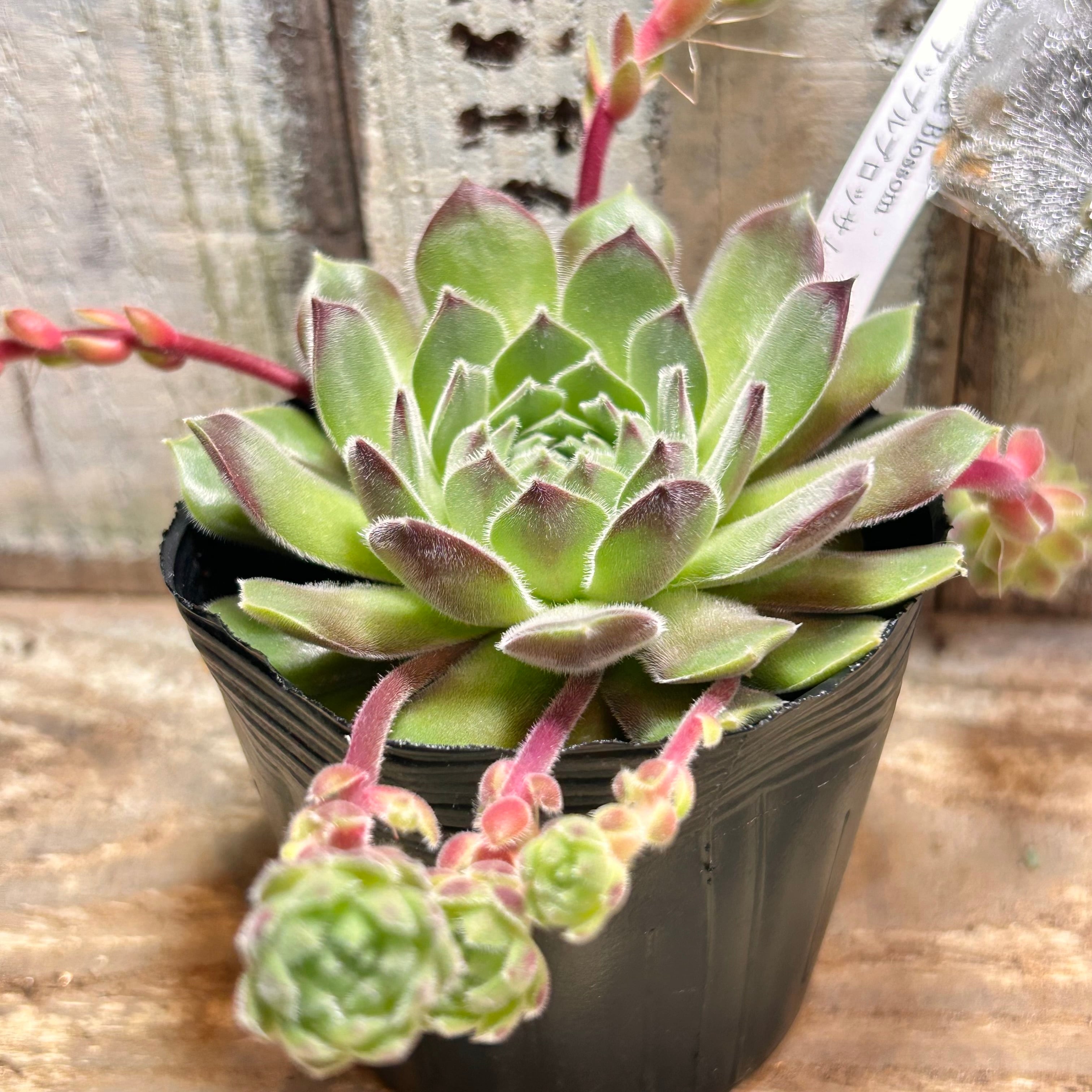 ピンクベリー | RuPo 多肉植物専門店