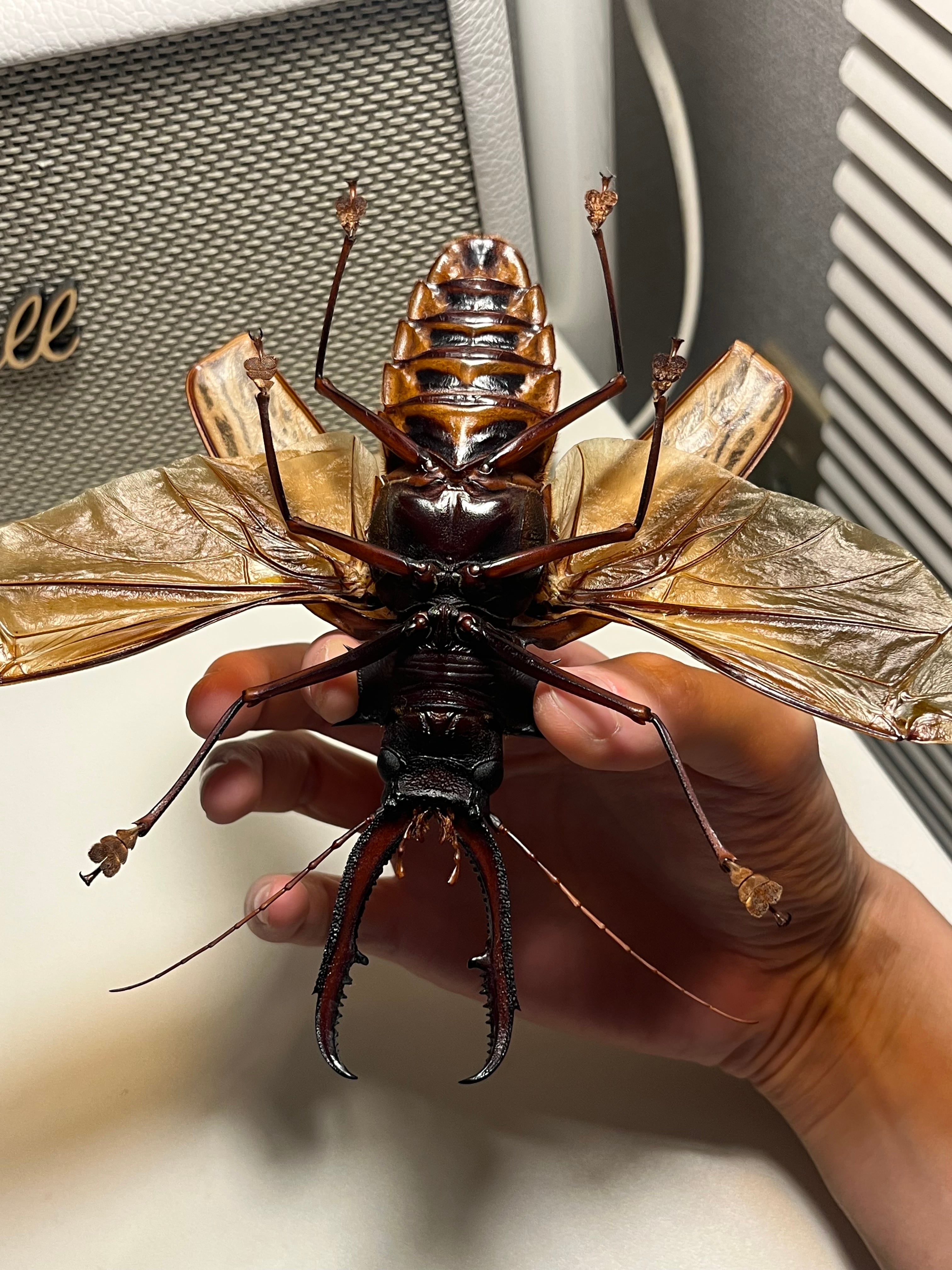 パプア　カミキリ　標本 開翅155mm】オオキバウスバカミキリ 標本 Macrodontia cervicornis
