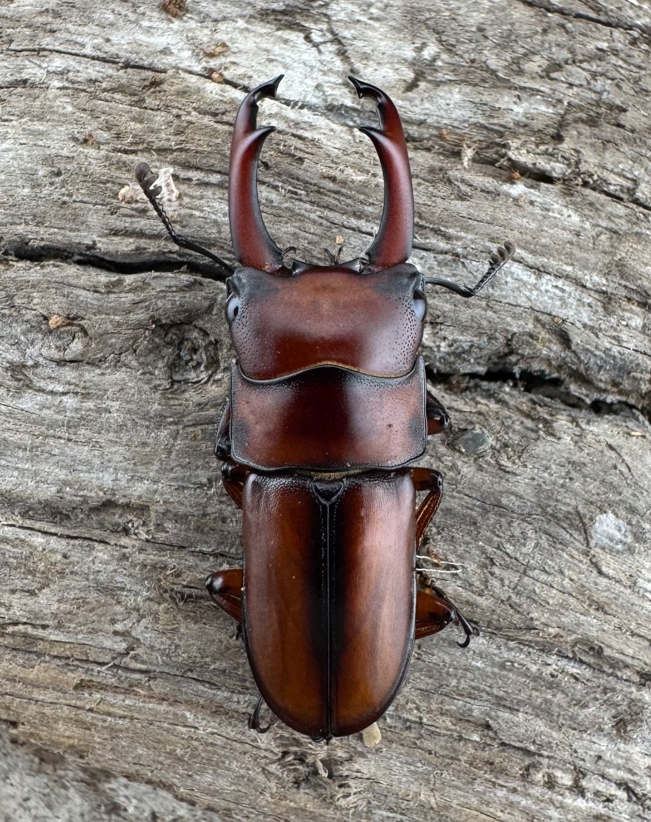 【WD】《プセウダクシスコクワ 25.5mm ペア》