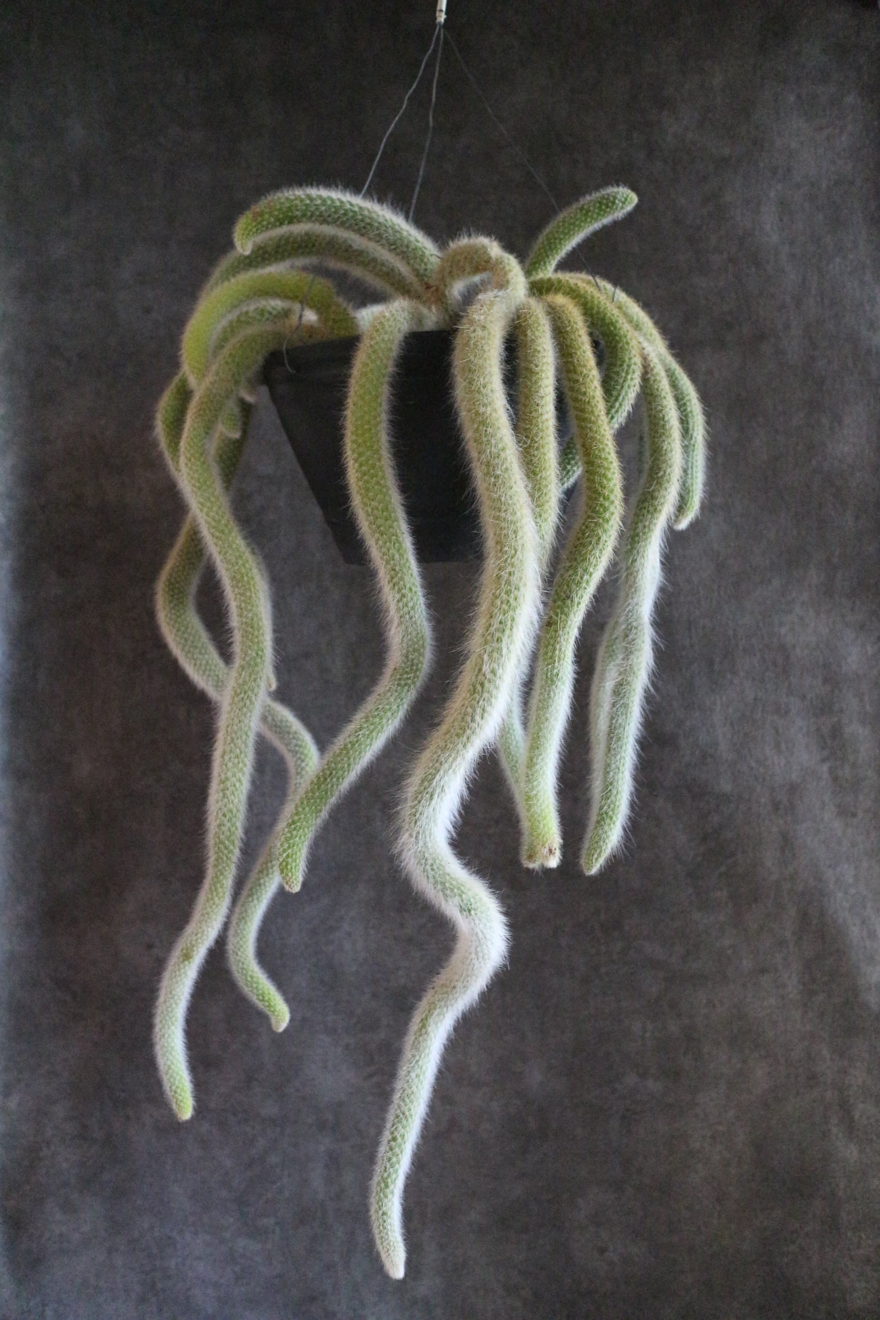 ヒルデウィンテラ カラデモノニス Jujumaru Webshop ヒルデウィンテラ カラデモノニス Jujumaru Webshop